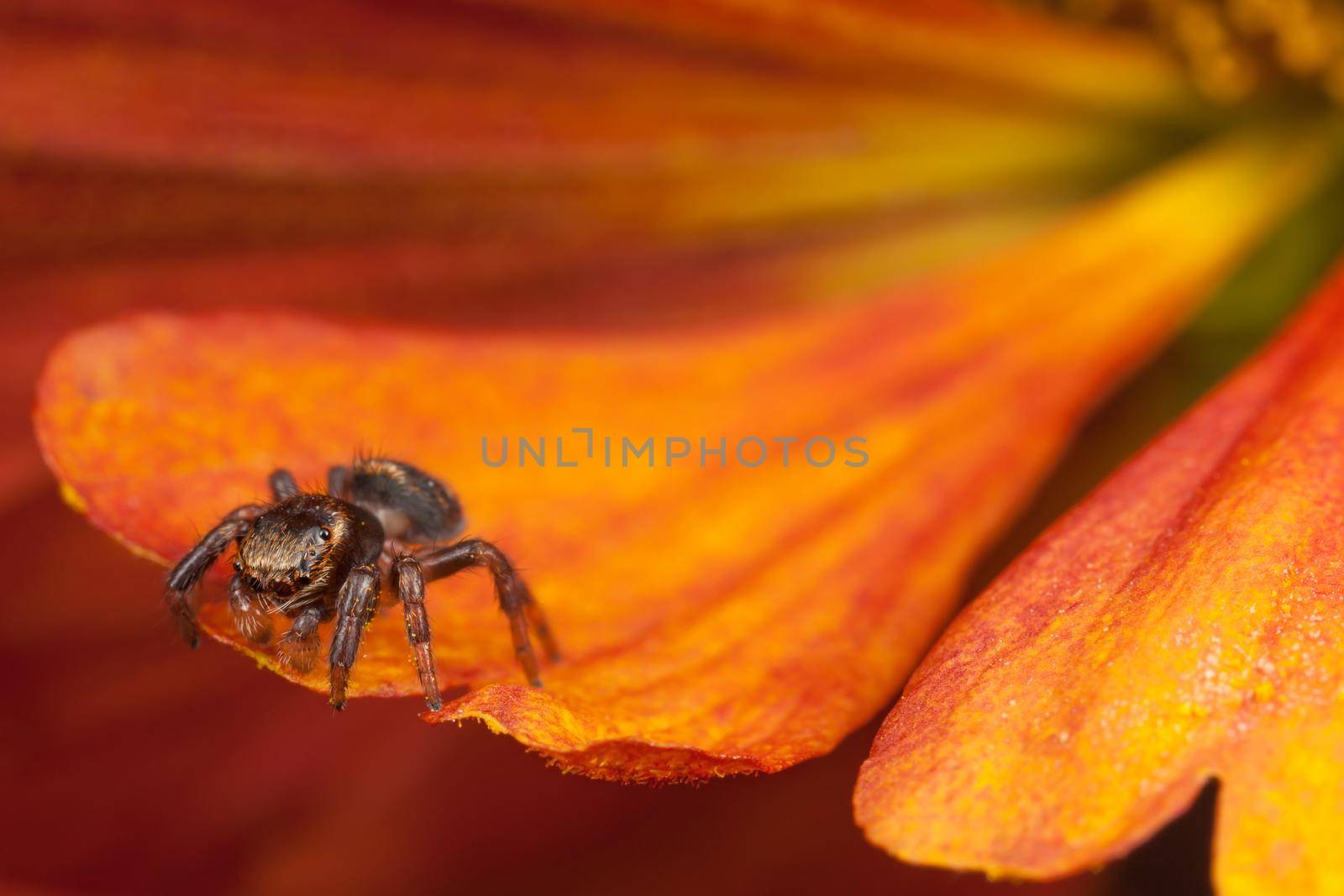 Jumping spider on the pollen petal by Lincikas