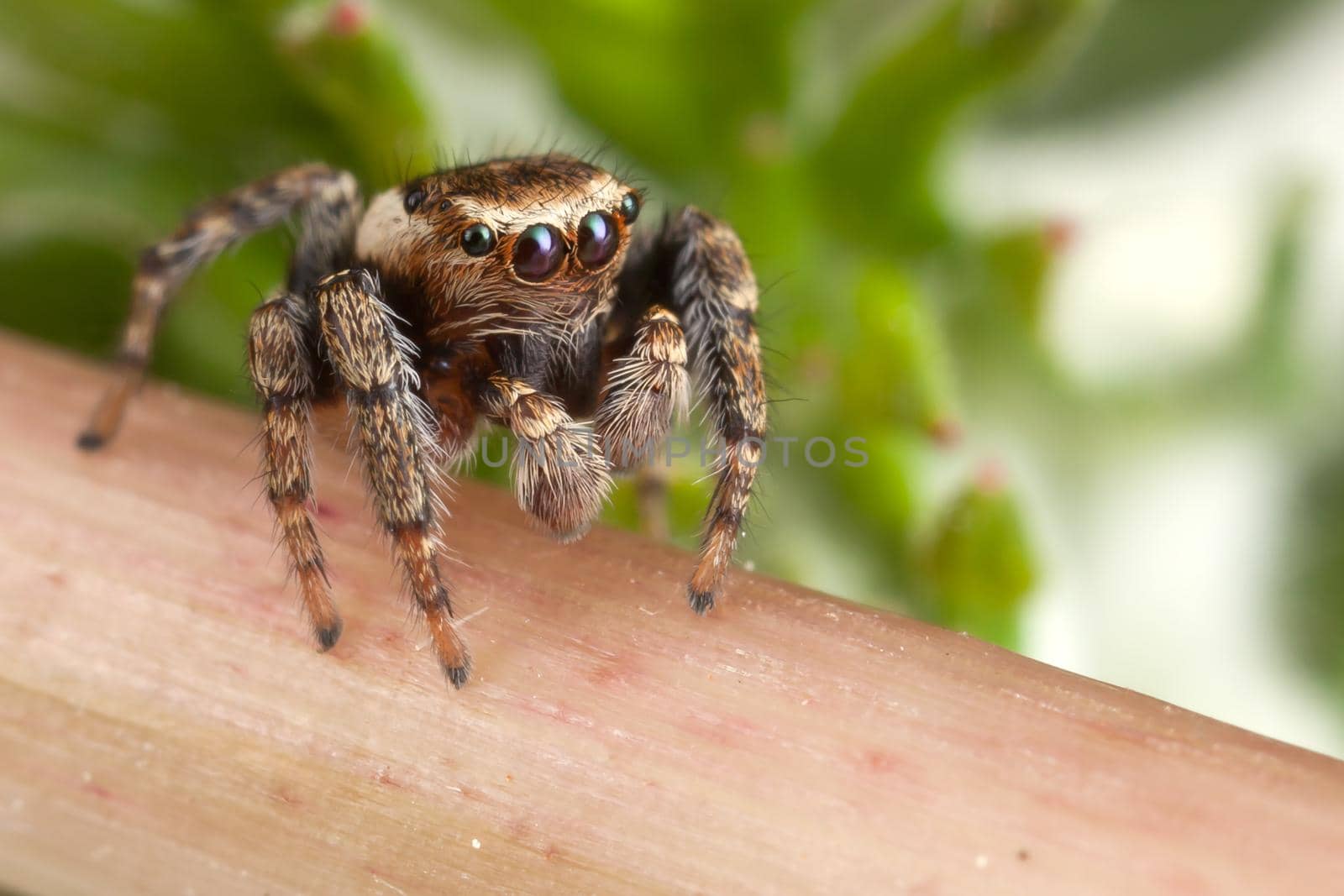 Jumping spider walking on the stem by Lincikas