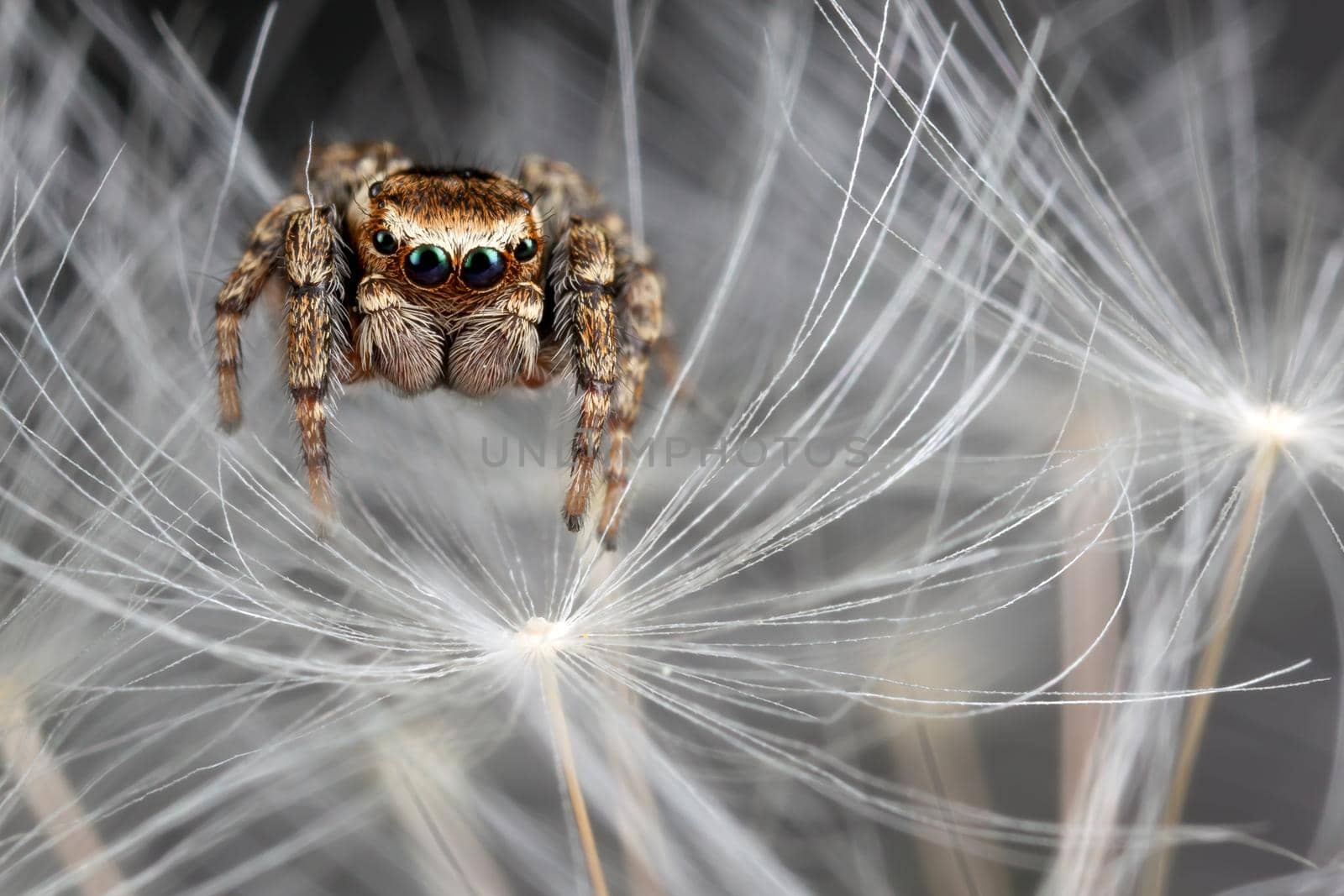 Jumping spider and dandelion fluff by Lincikas