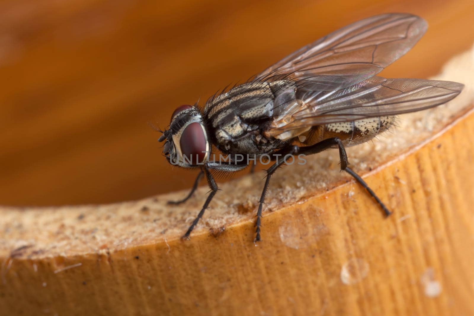 Fly on the brown bamboo wooden branch
