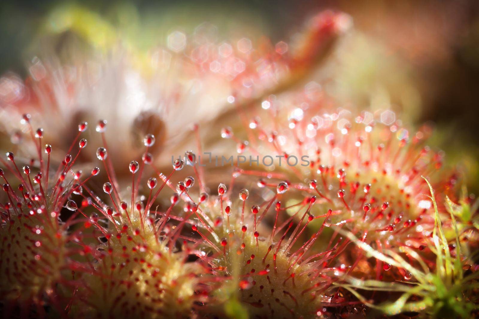 Sundew and beautiful shining red drops in bokeh light