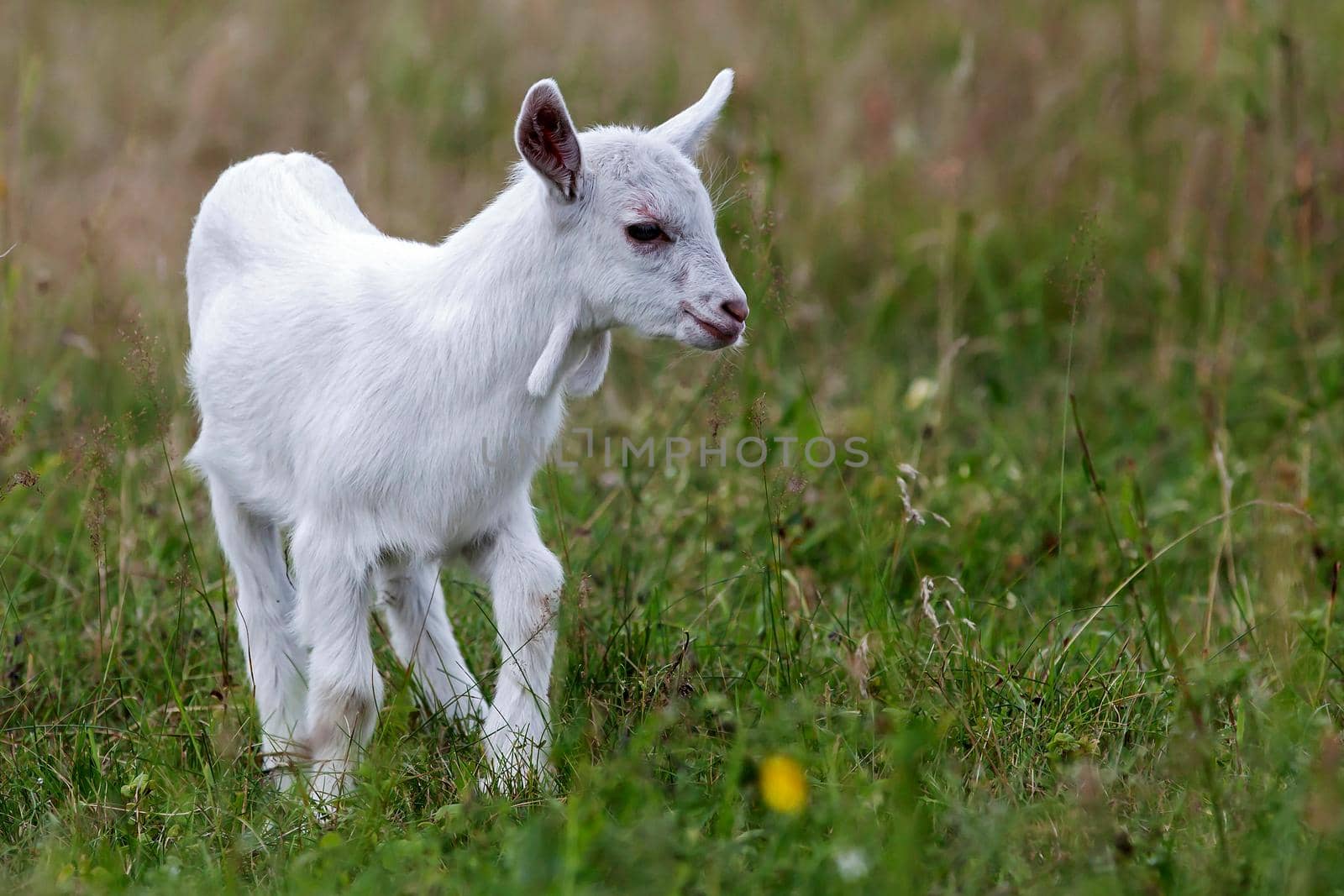 Small white goat by Lincikas