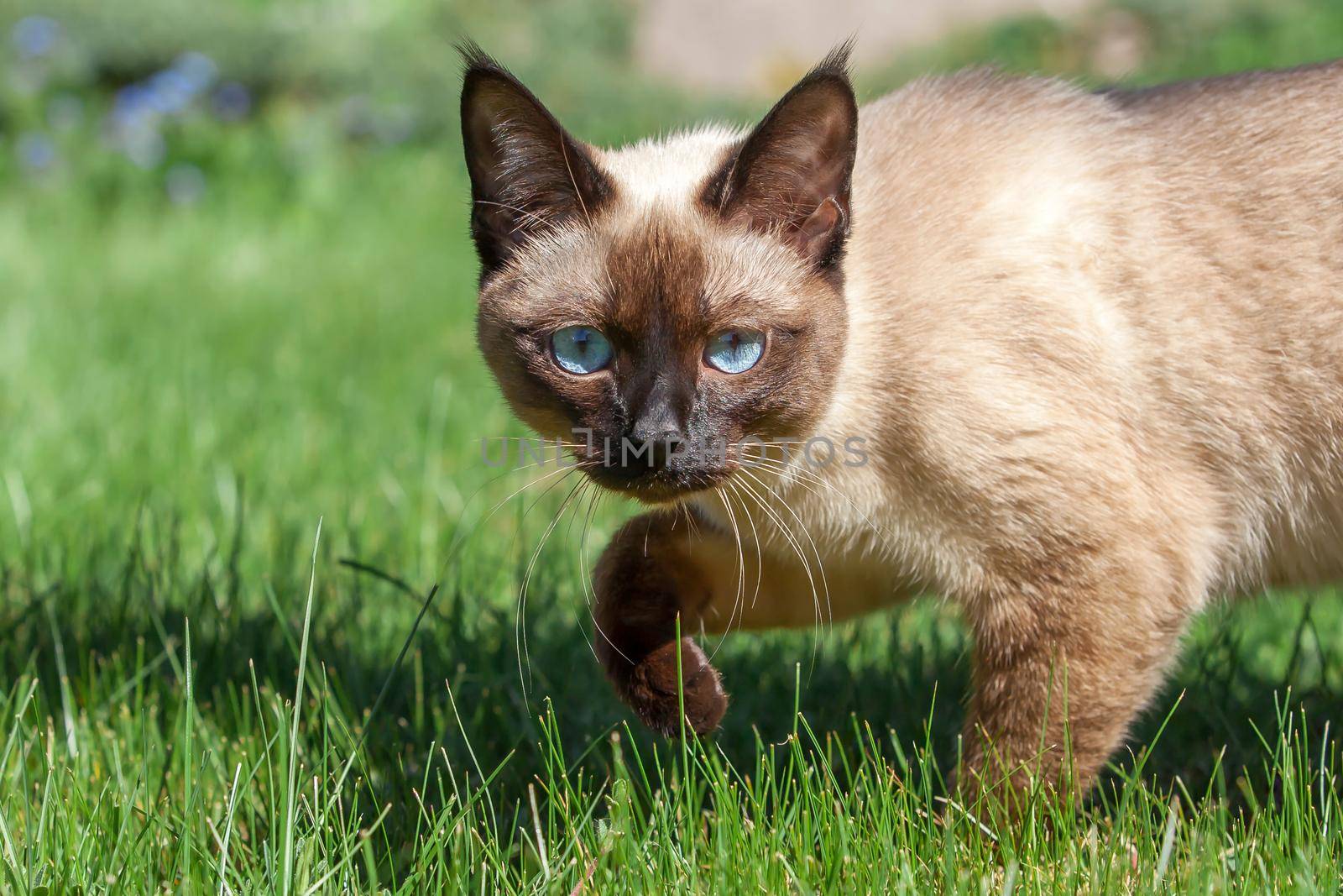 Blue eyes siamese cat walking on the green grass