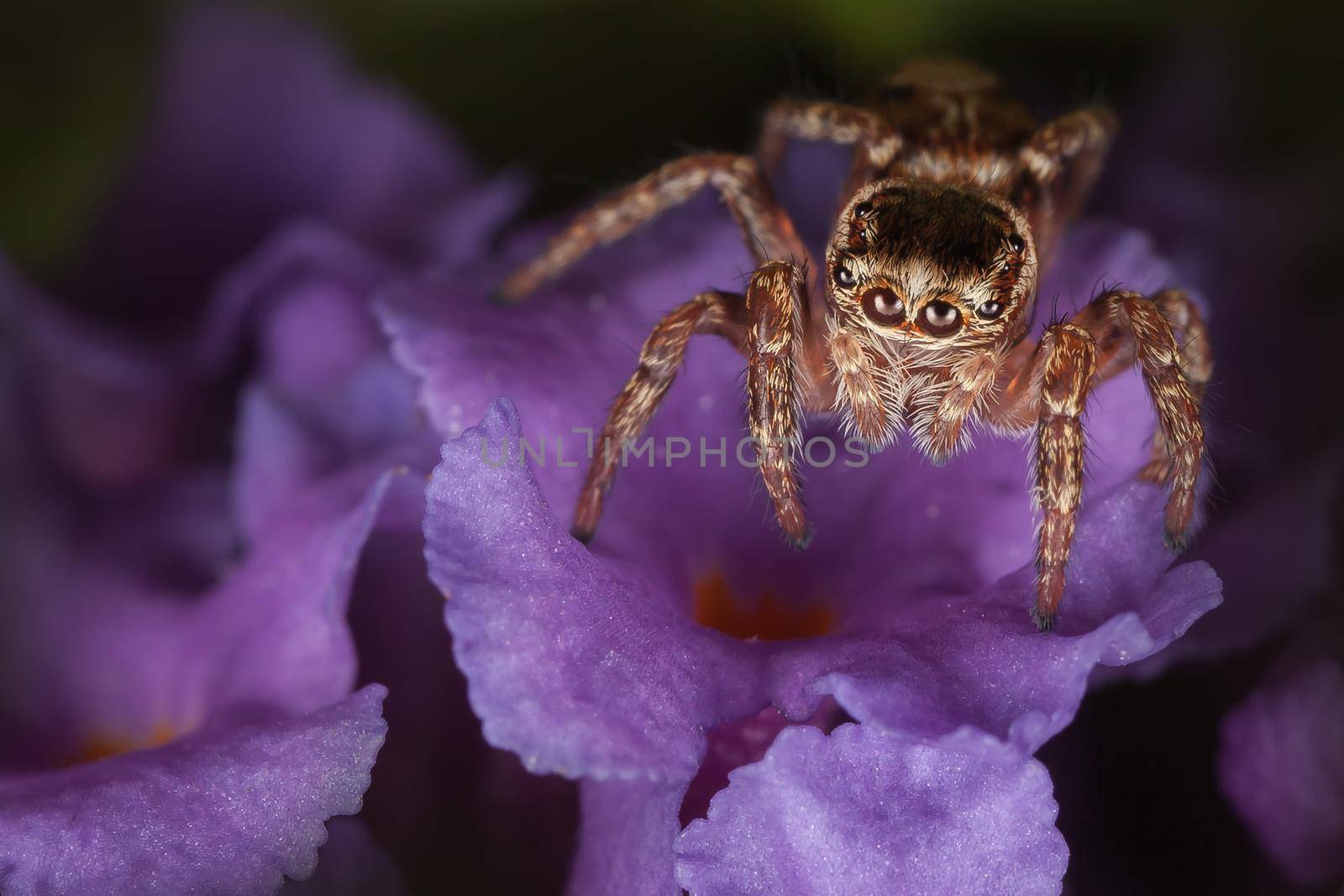 Jumping spider on the rich purple flower in a dark background