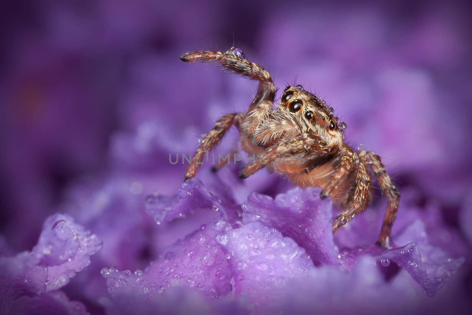 Jumping spider with drops of water on the purple flower