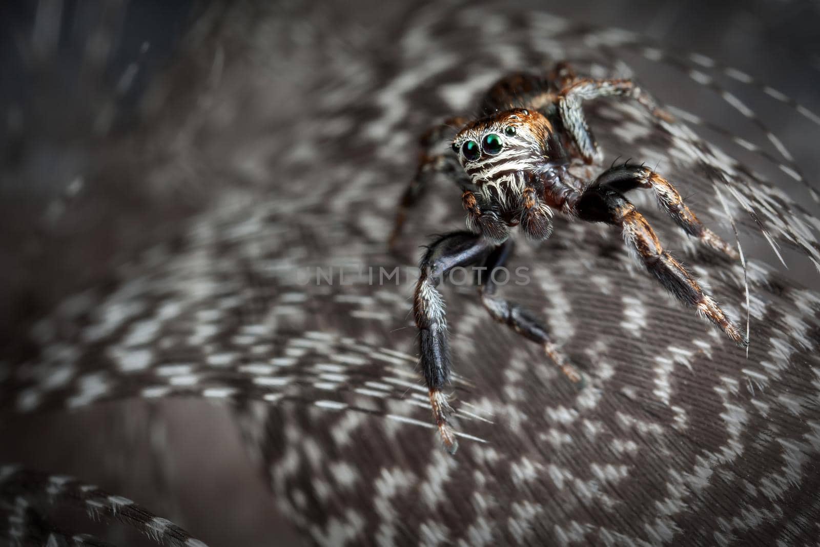 Jumping spider raging on the gray variegated feathers