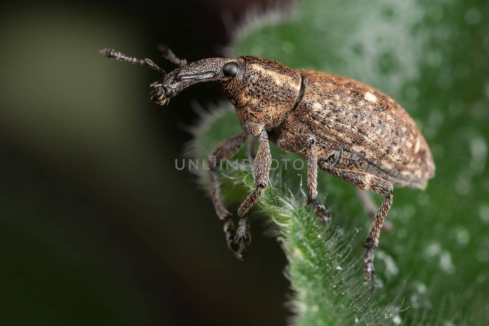 Polydrusus on the hairy green leaf with water drops 