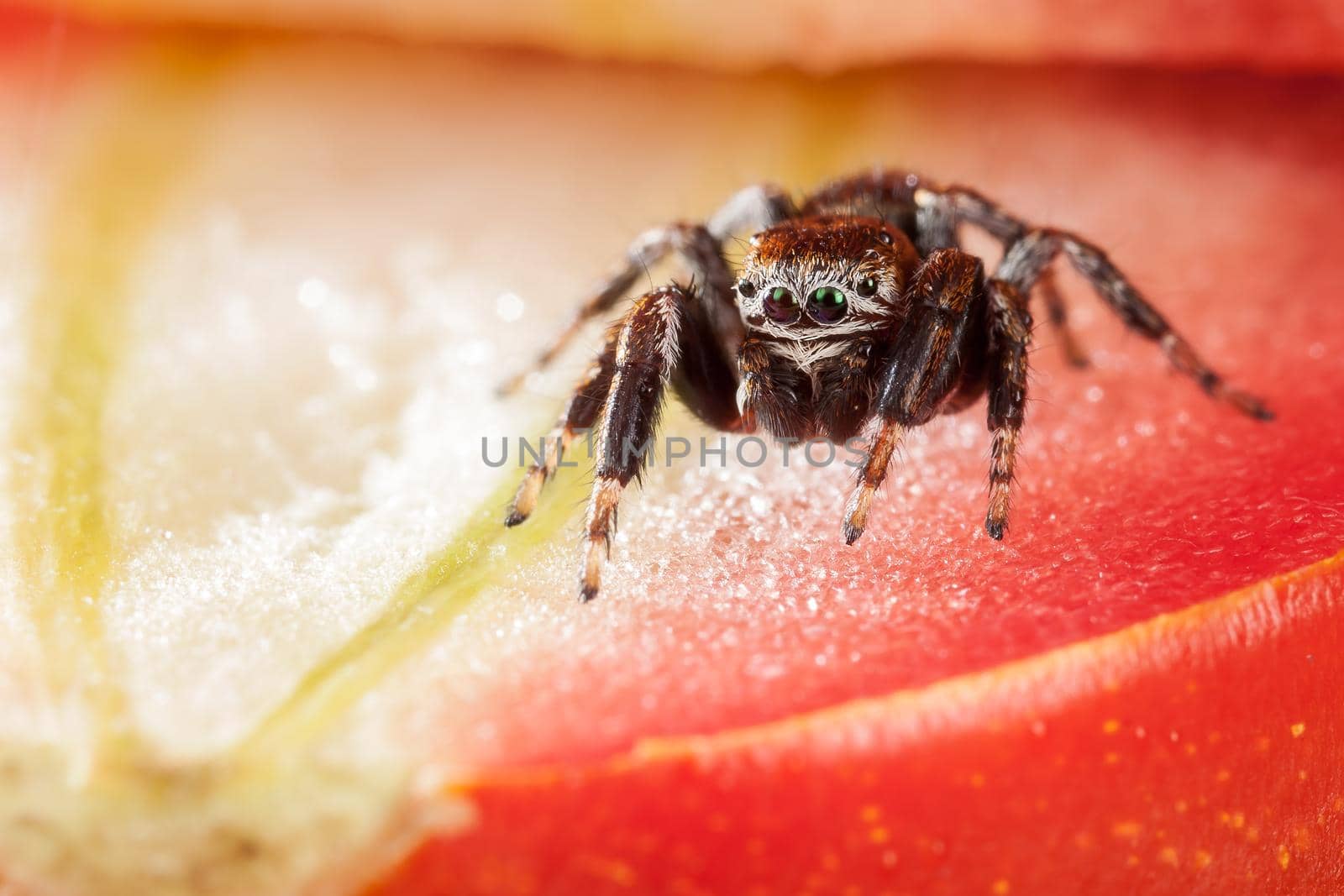 Jumping spider inside the tomato, resembling a beautiful red scene
