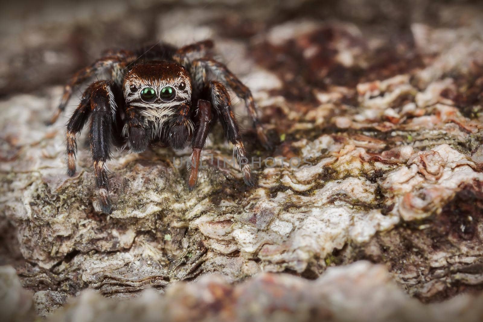 Jumping spider on the brown tree bark