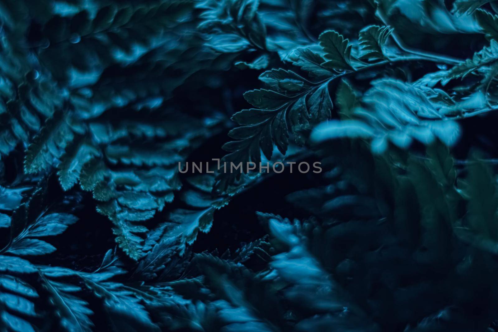 Blue plant leaves at night as surreal botanical background, minimal design backdrop