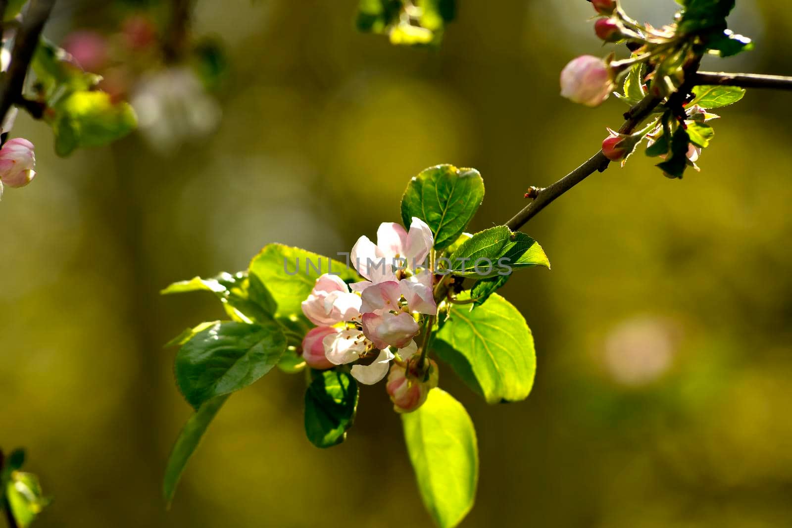 apple blossom in spring in Germany by Jochen