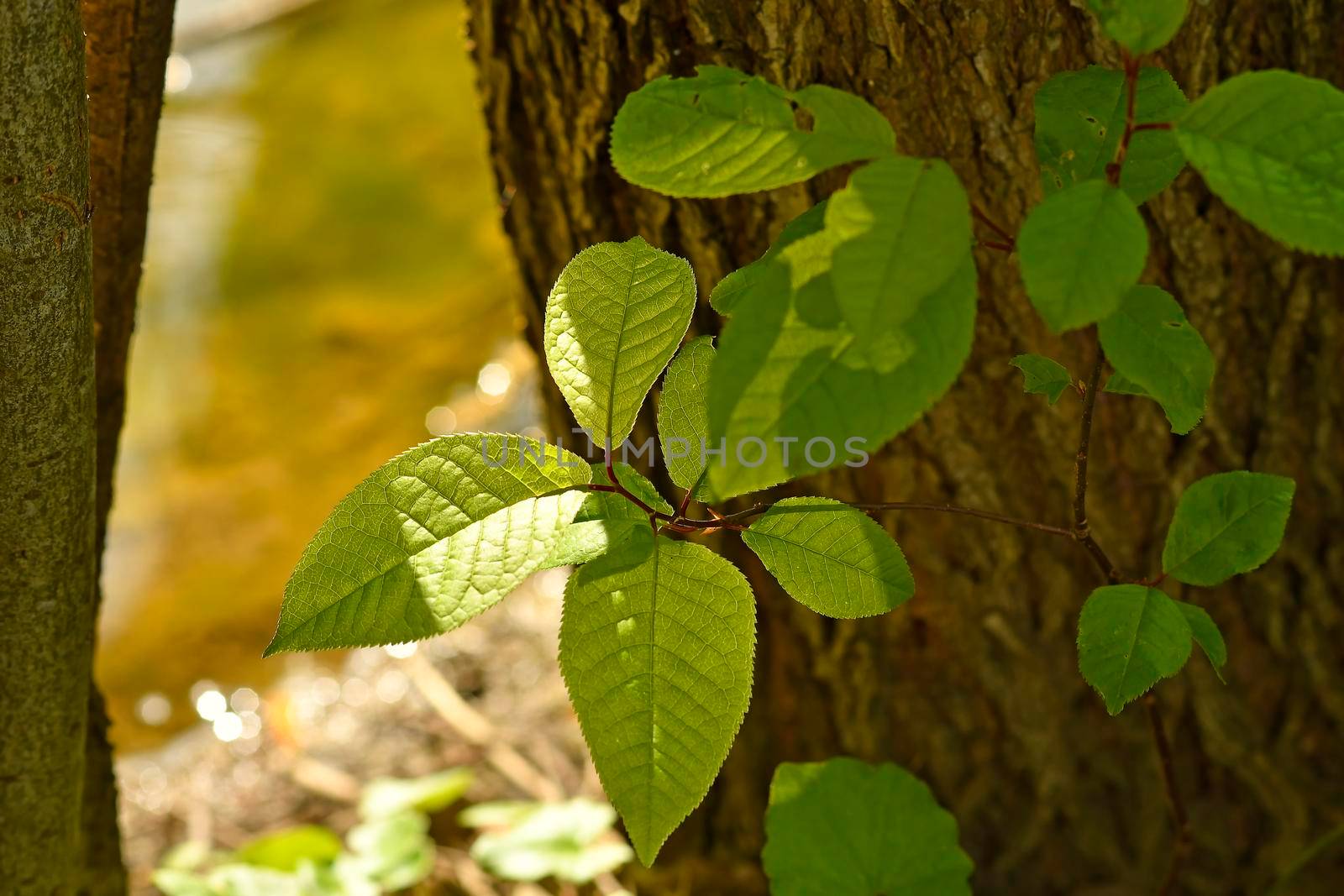 young green leaves in spring in backlit