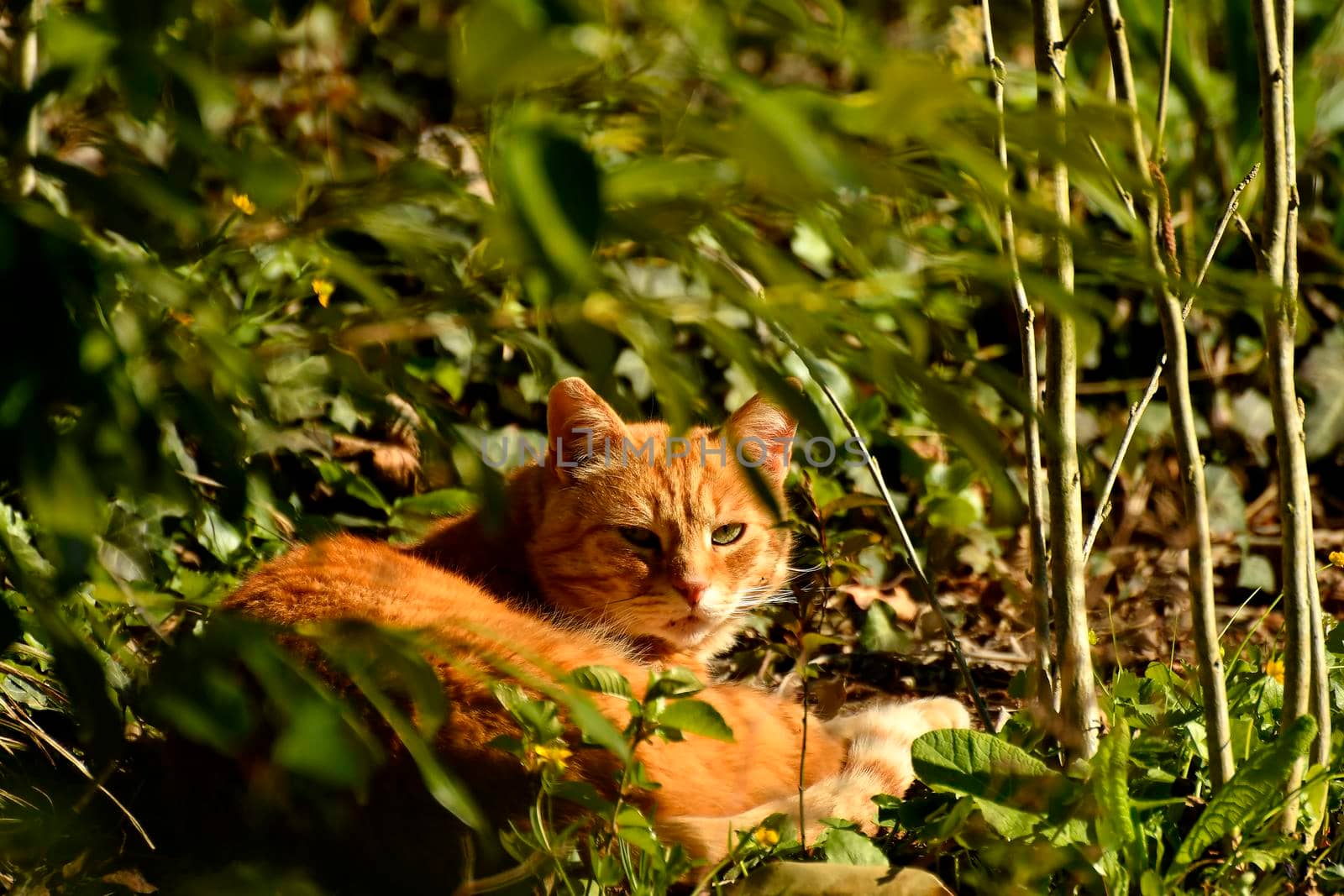 red cat hidden in gree by Jochen