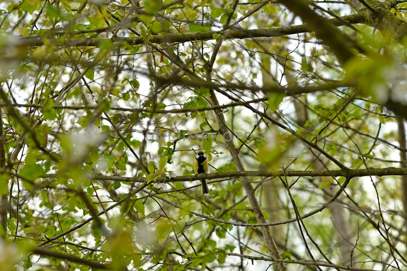 Great tit in spring in a tree in Germany