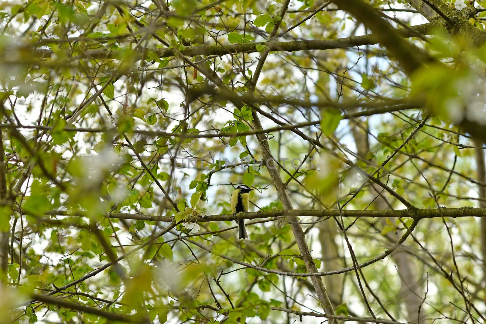 Great tit in spring in a tree in Germany