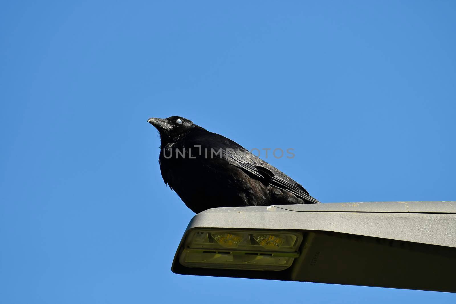 carrion crow sitting on a lantern with a blue sky by Jochen