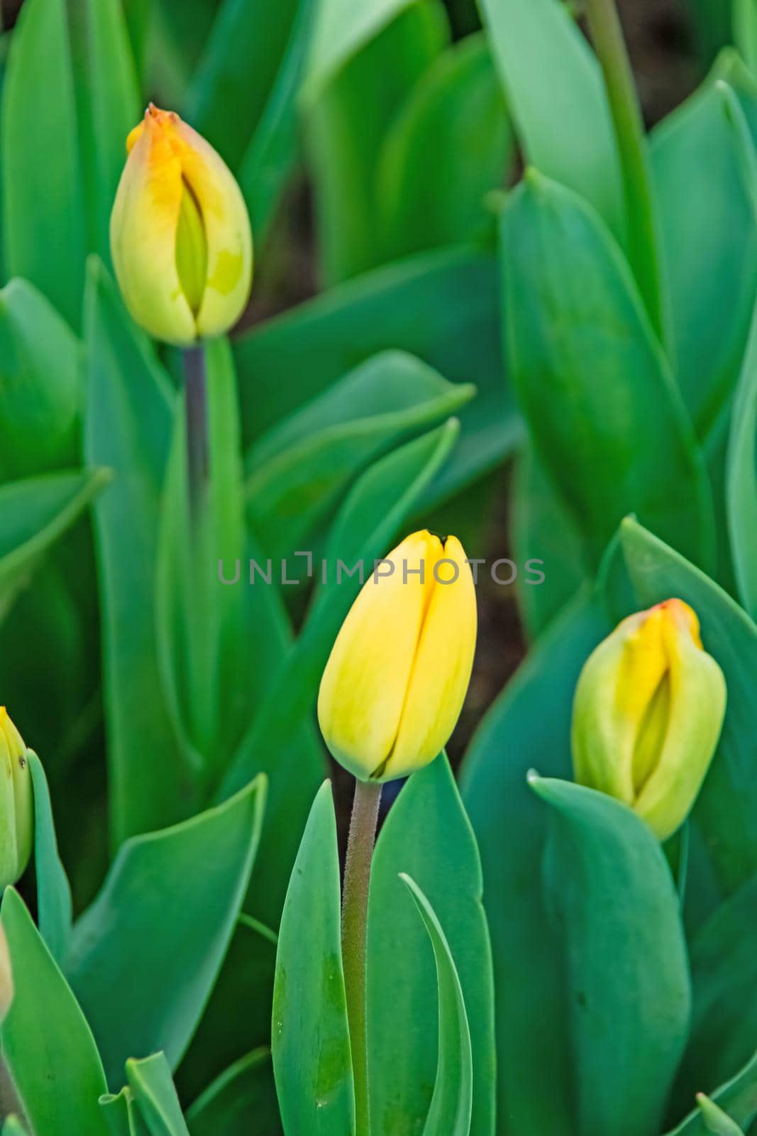 tulip flowers in april and spring season by yilmazsavaskandag