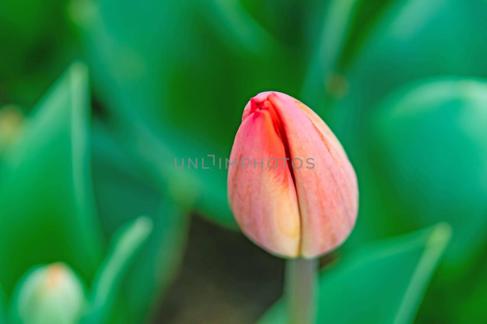 tulip flowers in april and spring season by yilmazsavaskandag