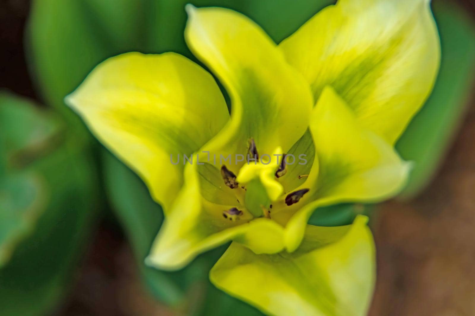 tulip flowers in april and spring season