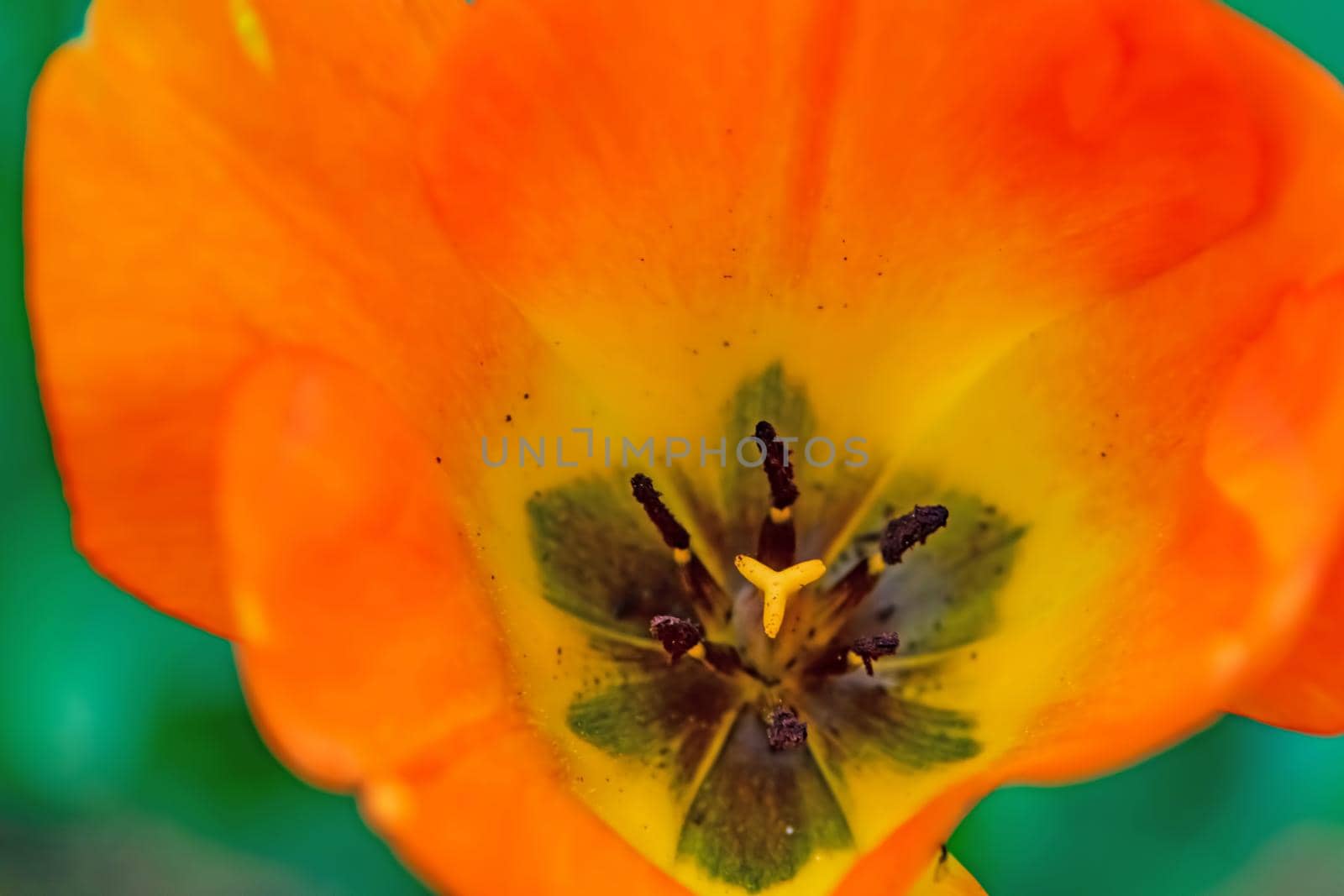 tulip flowers in april and spring season by yilmazsavaskandag