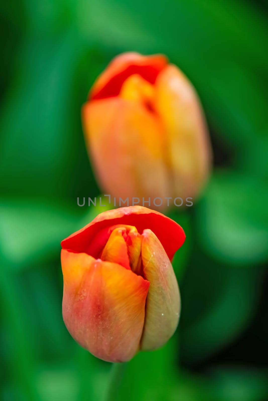 tulip flowers in april and spring season