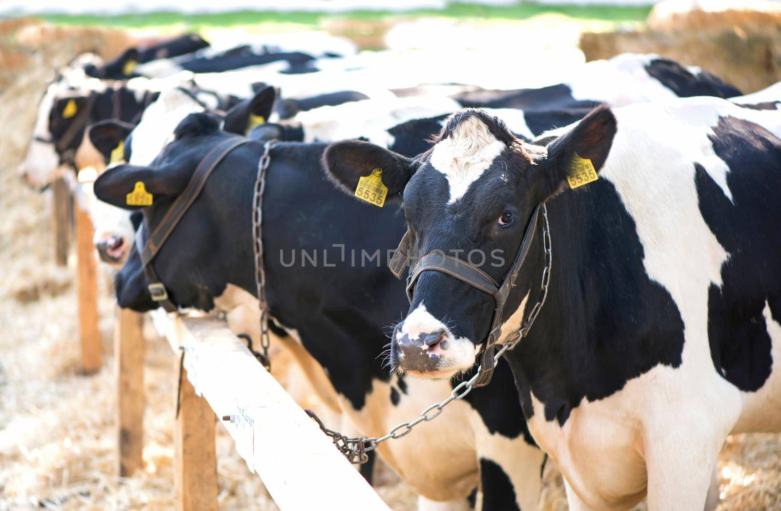 cows in a farm. Dairy cows in a farm