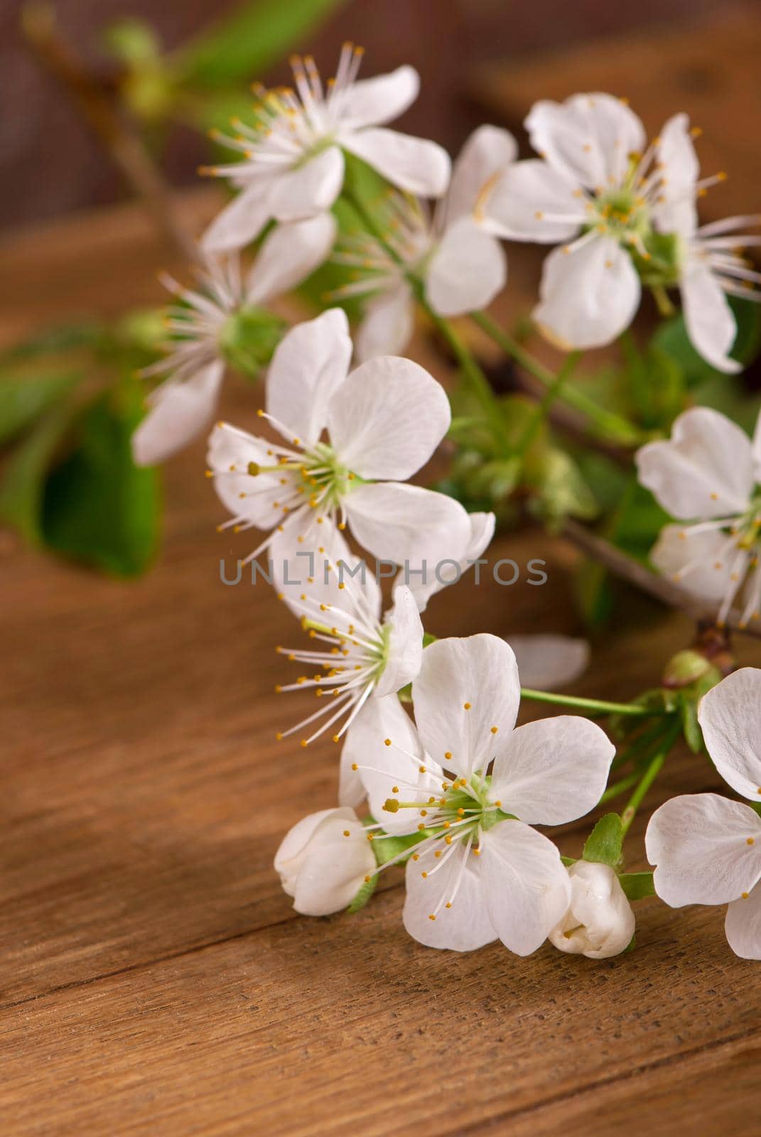 image of spring white cherry blossoms tree on wooden table. vintage filtered image by aprilphoto
