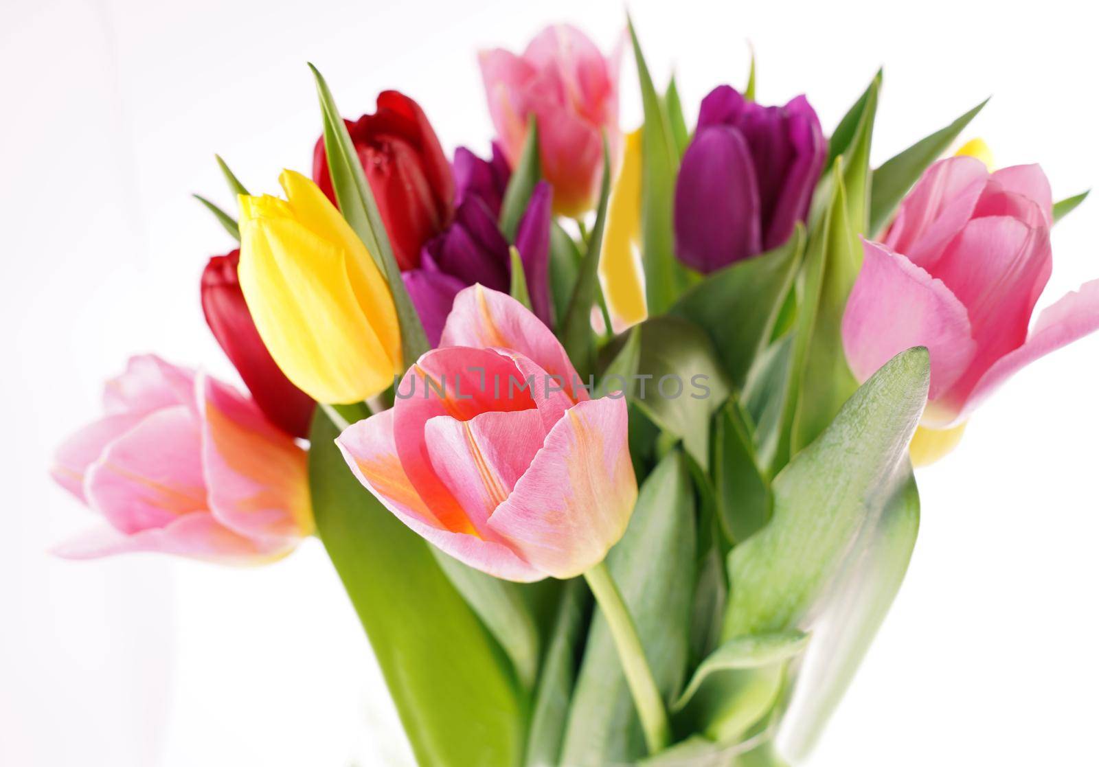 Many beautiful colorful tulips with leaves in a glass vase isolated on transparent background. Photo with fresh spring flowers for any festive design by aprilphoto