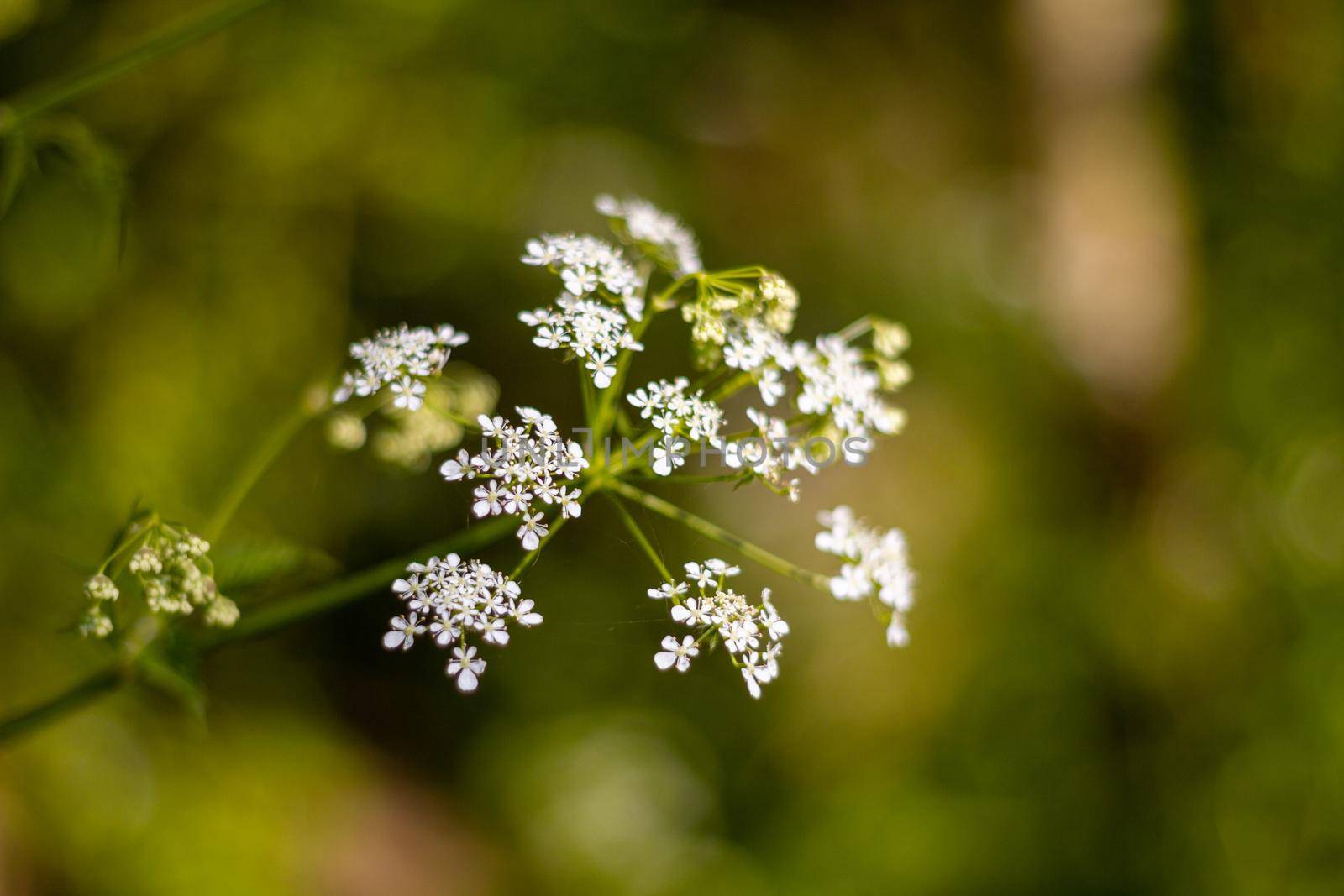 Small White Flowers On A Sunny Day Against A Green Background