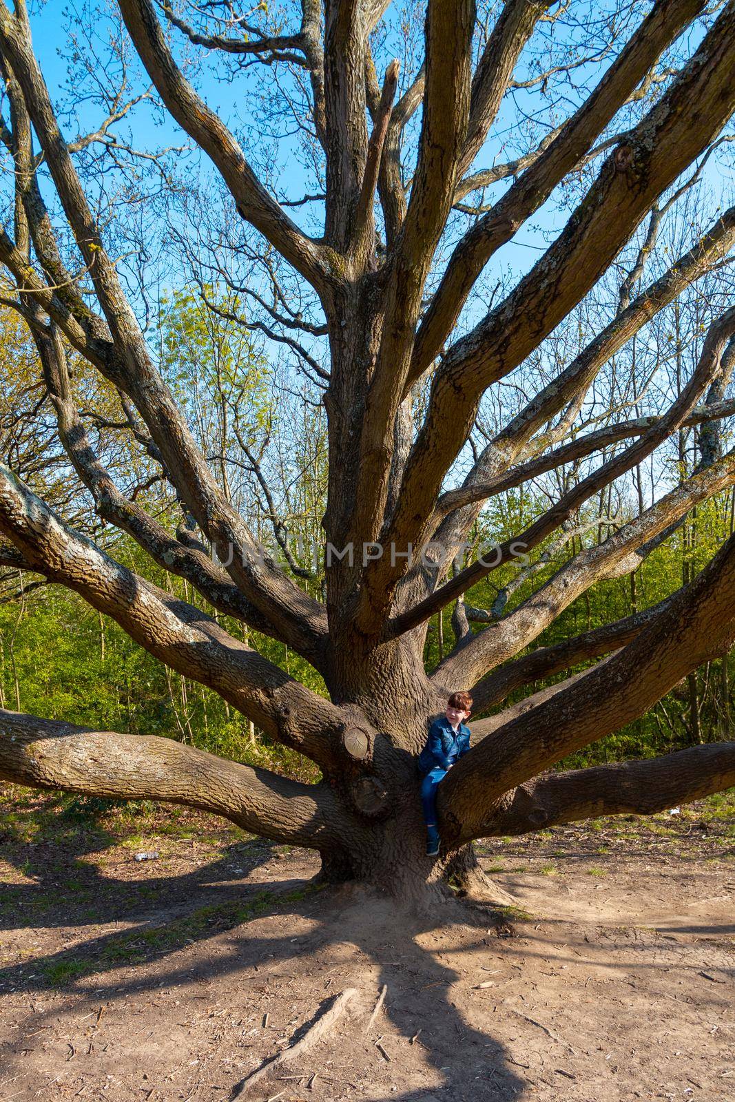 Wide-shot of cute, redhead boy wearing jeans and a blue denim jacket climbing on a bare tree on a sunny day