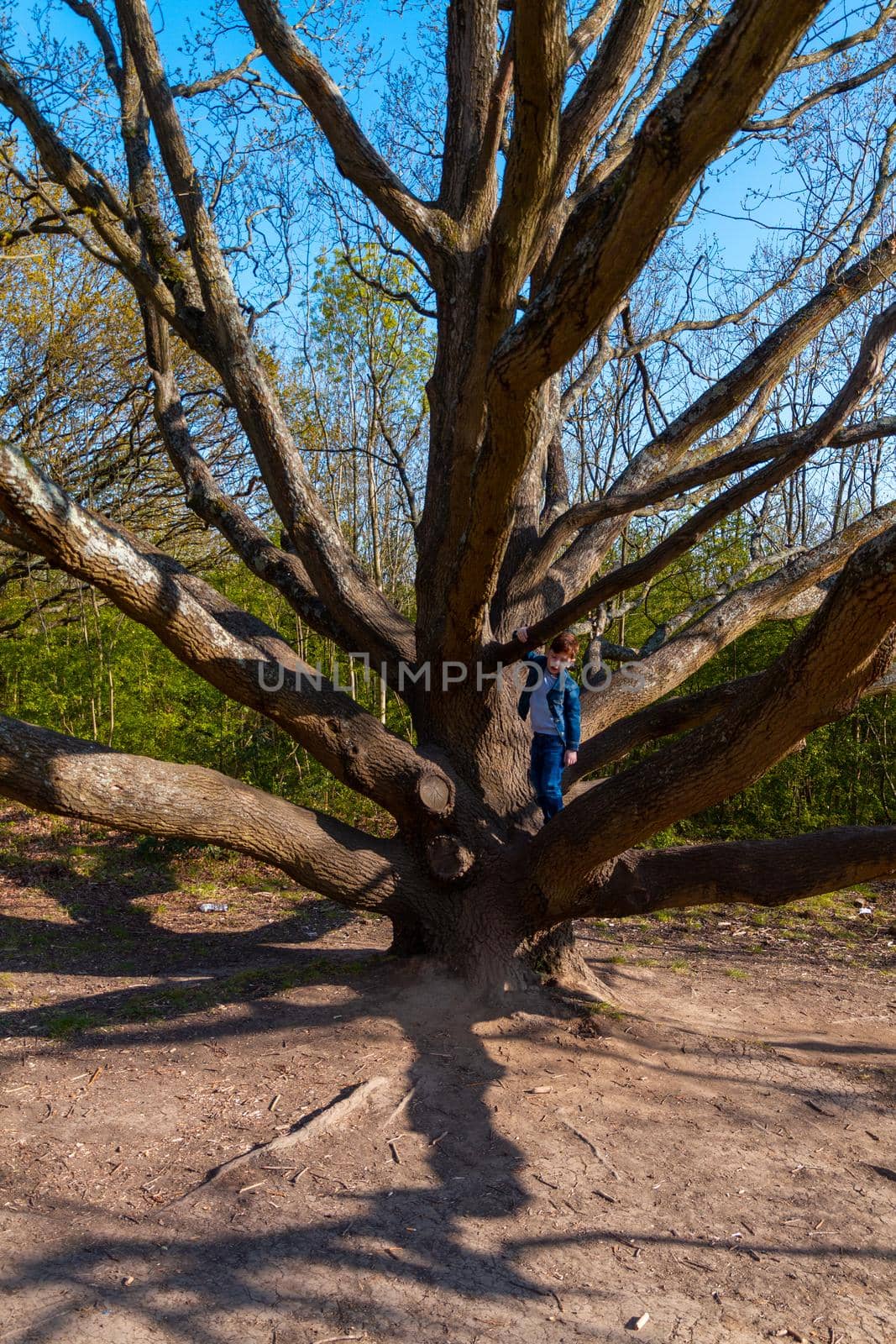 Wide-shot of cute, redhead boy wearing jeans and a blue denim jacket climbing on a bare tree on a sunny day