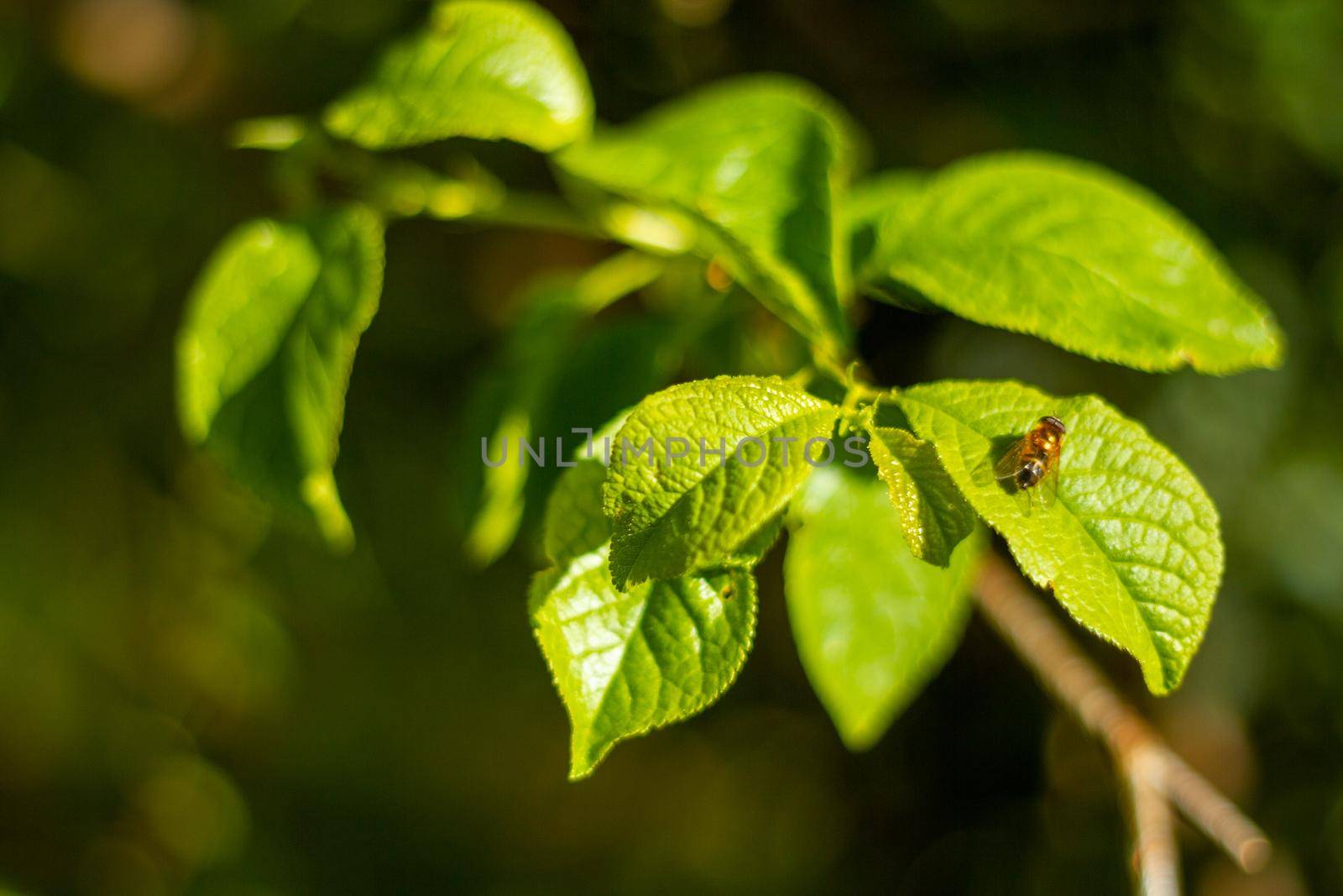 Close-Up Of Green Leaves With A Bee On A Sunny Day