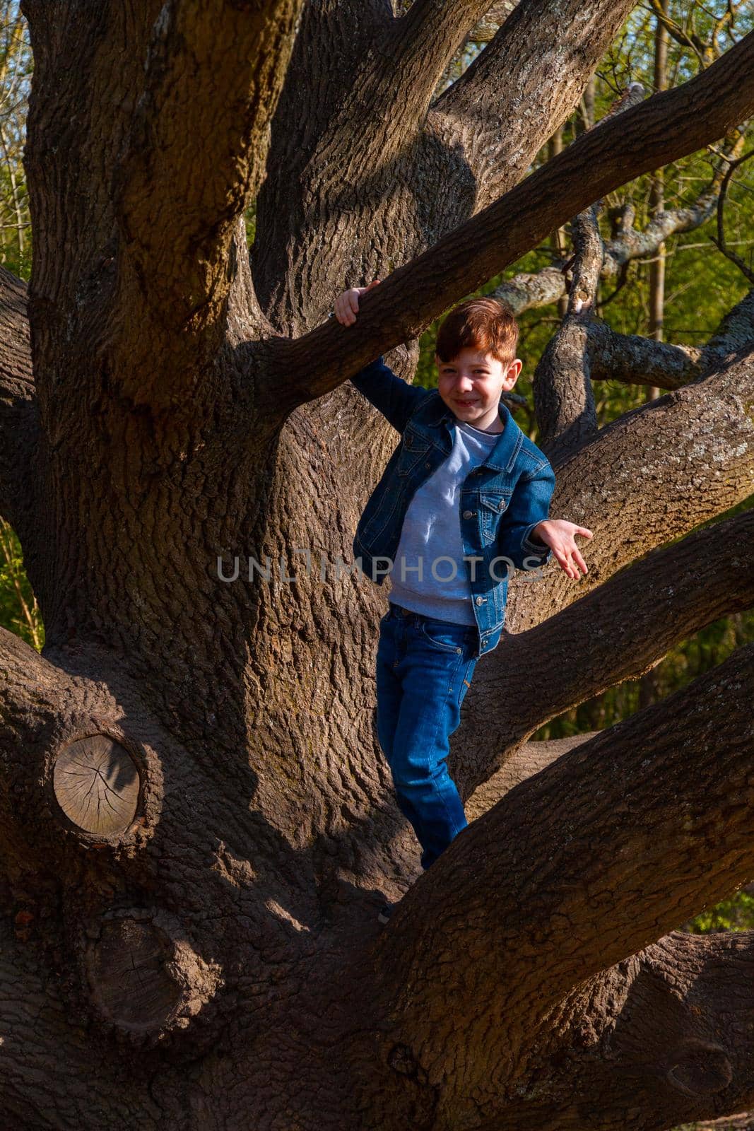 Full-length shot of cute, redhead boy wearing jeans and a blue denim jacket climbing on a bare tree on a sunny day