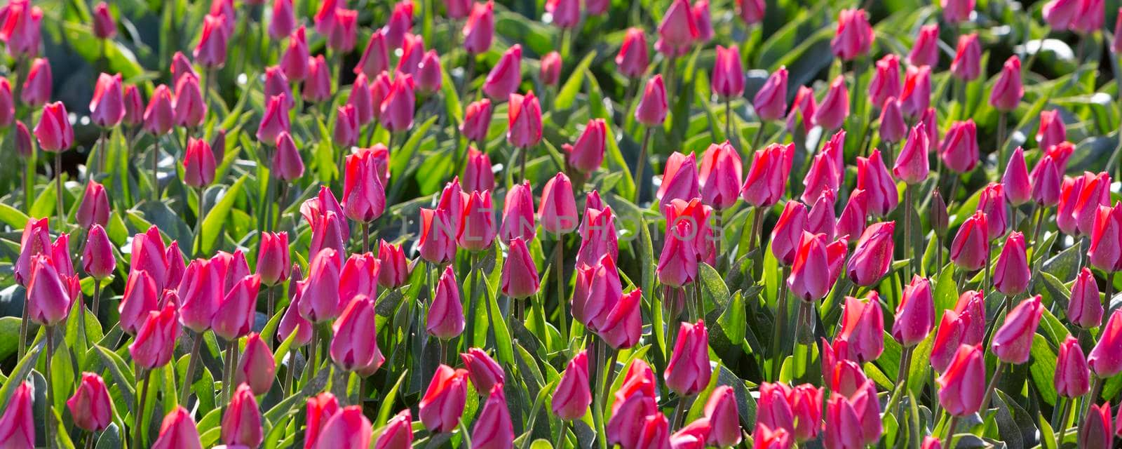 panorama picture with pink tulips in field under blue sky