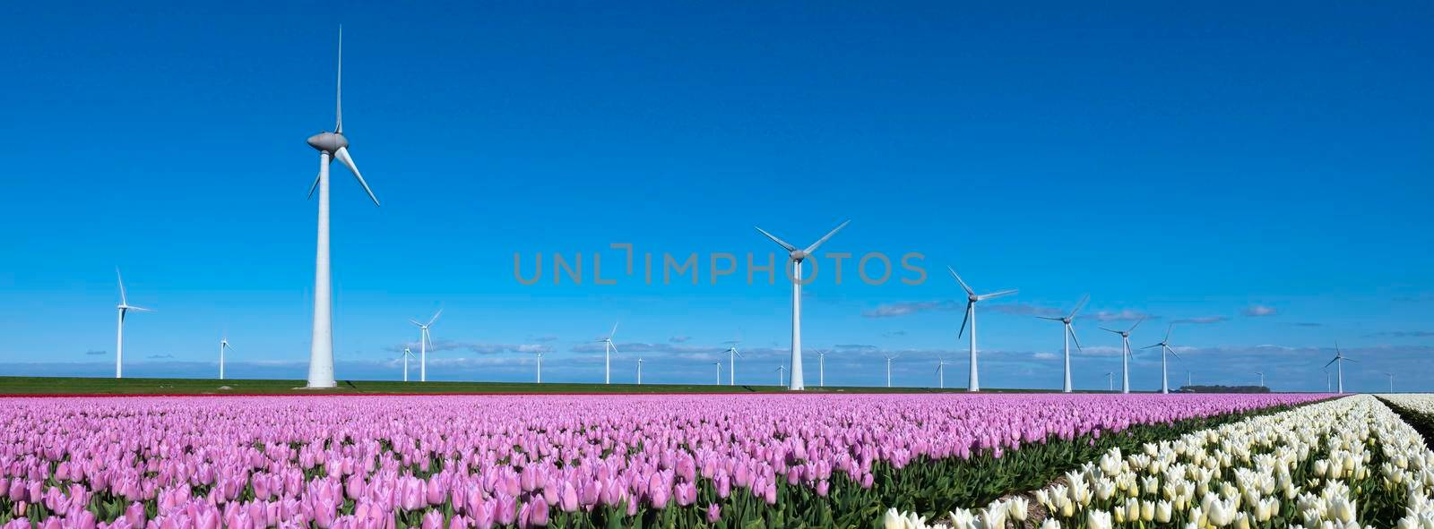 field with pink and white tulips near wind turbines in holland under blue sky by ahavelaar