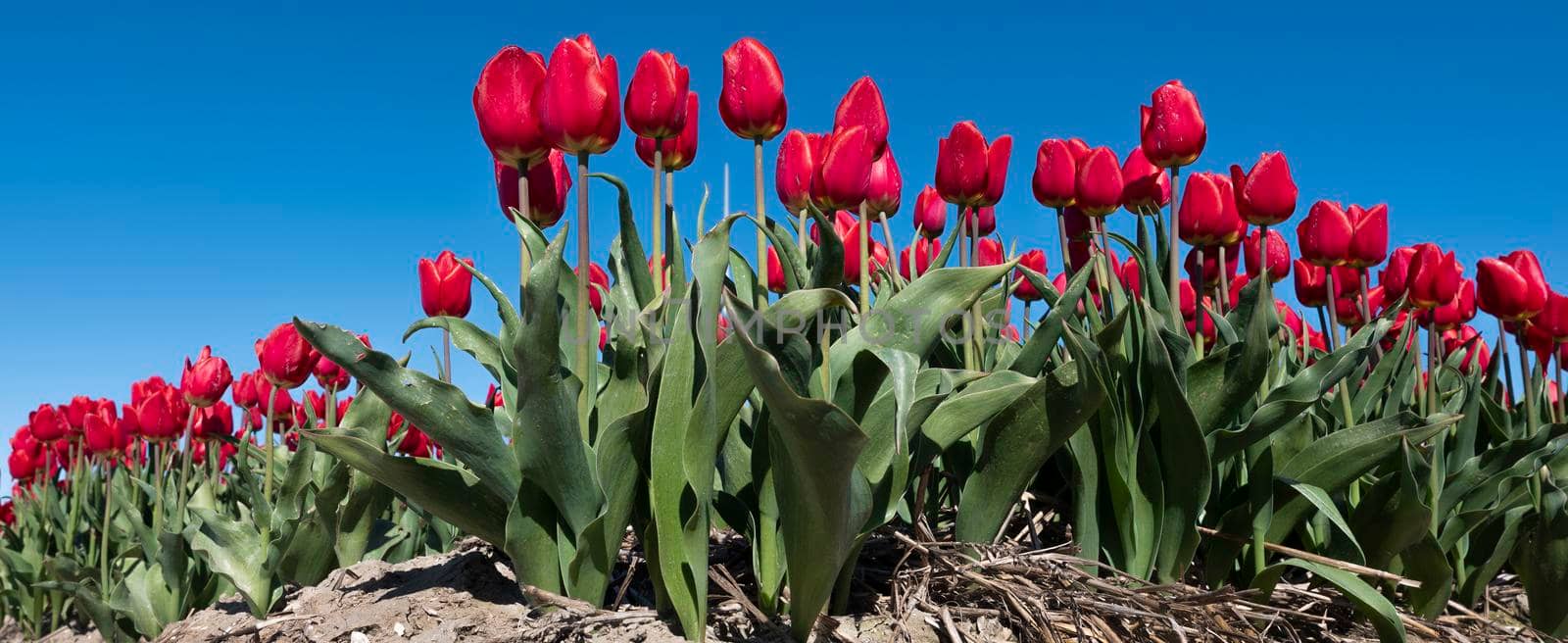 panorama picture with red tulips in field under blue sky