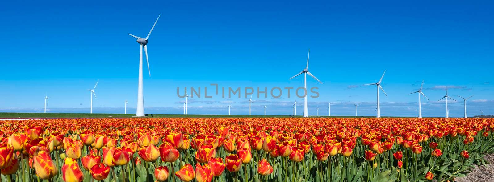 field in noordoostpolder with yellow red tulips and wind turbines under blue sky in the netherlands