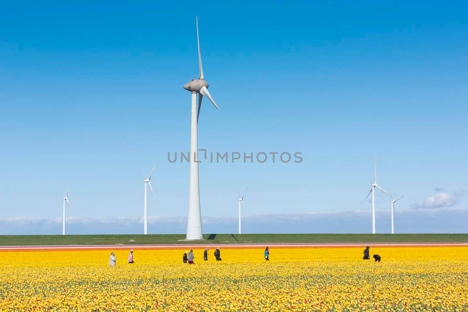 people work in field of yellow tulips near wind turbines under blue sky in the netherlands