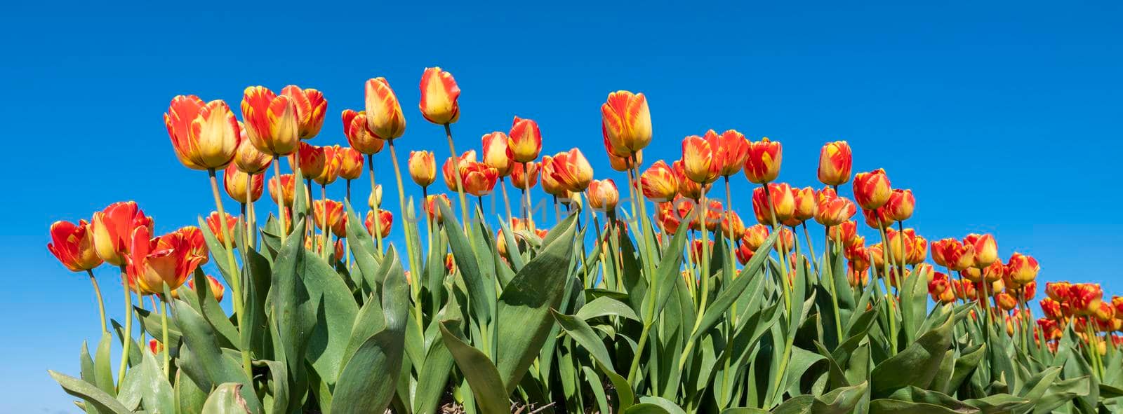 red and yellow tulips in field under blue sky by ahavelaar