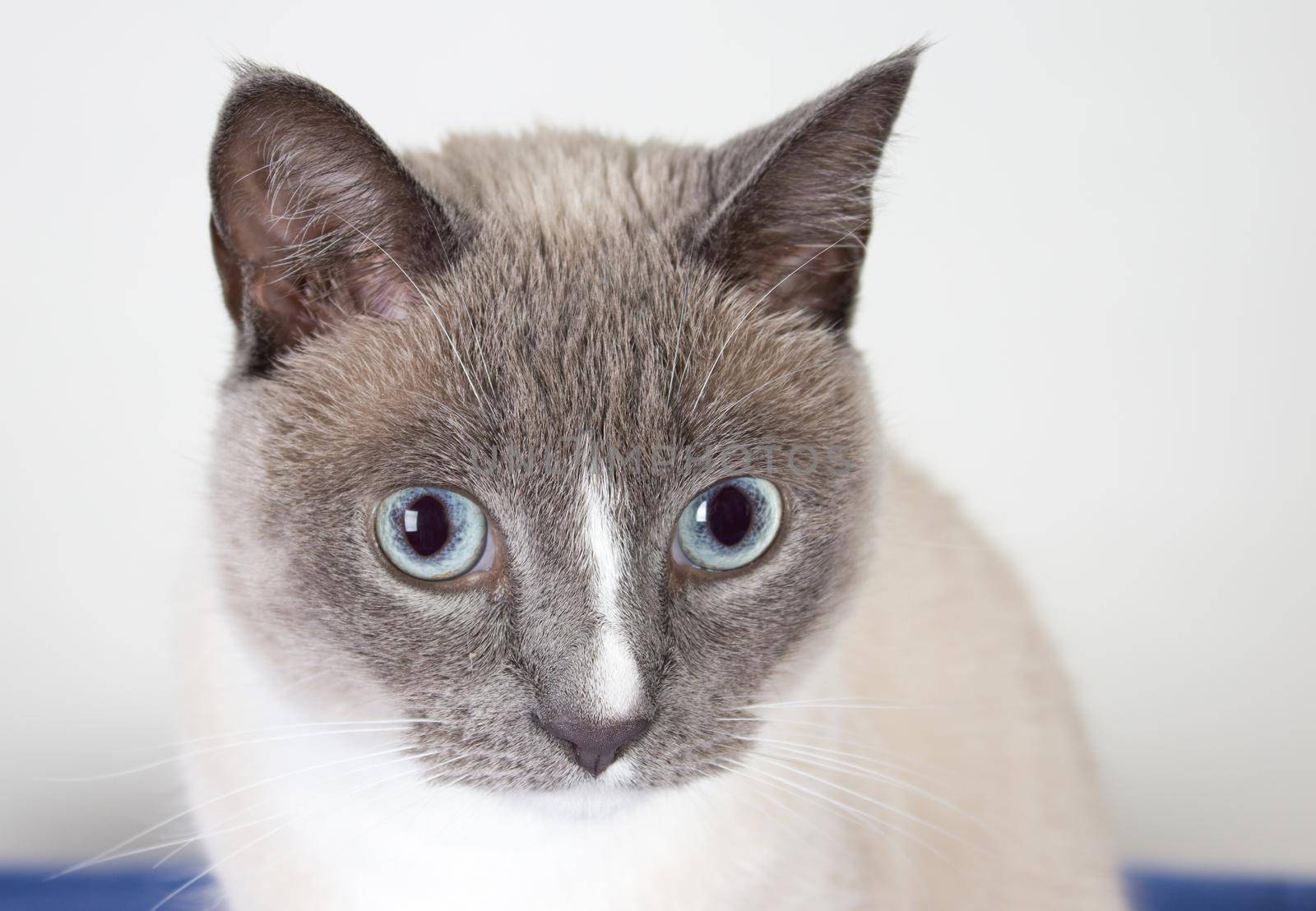 portrait of a sweet tiny grey and white siamese cat 