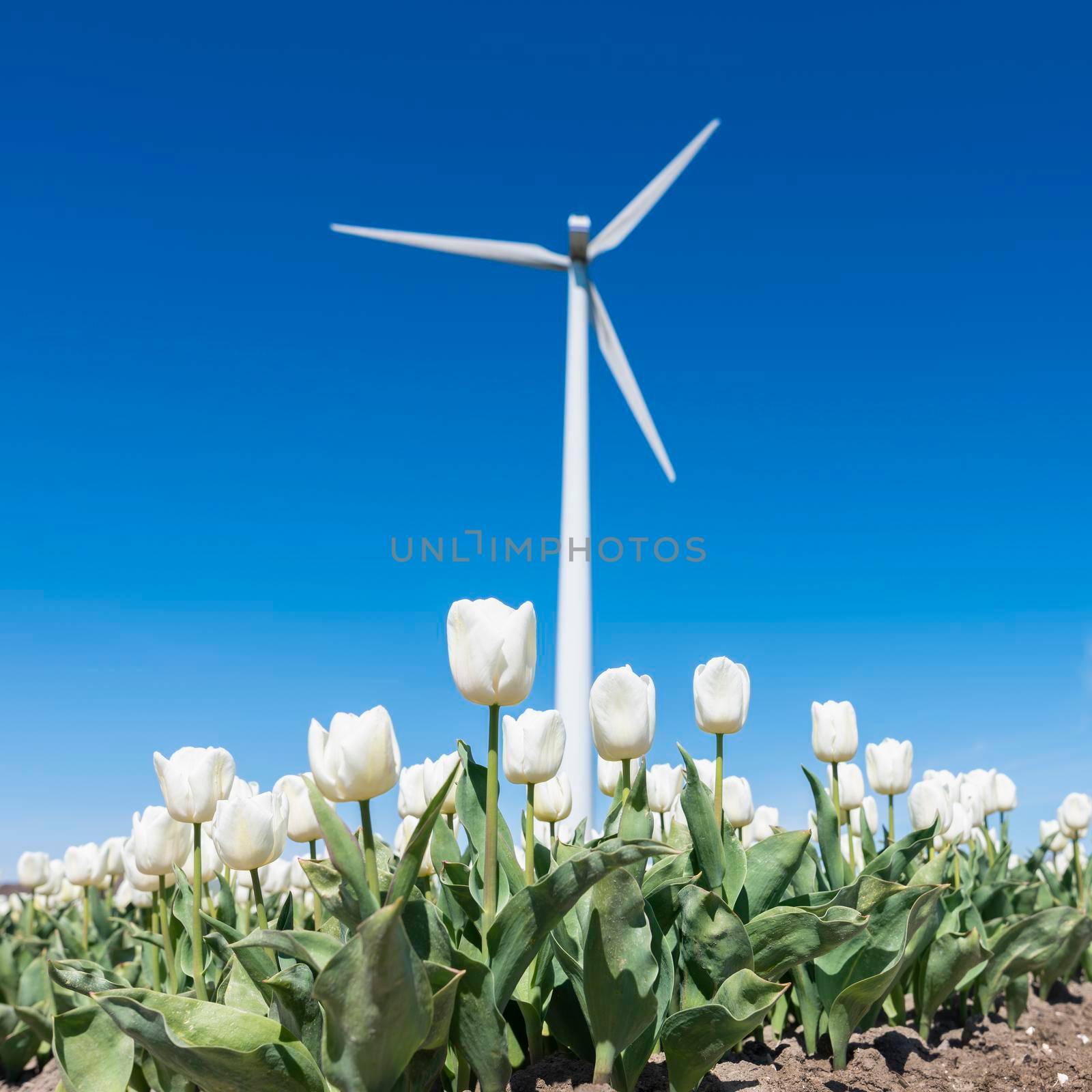 field in noordoostpolder with white tulips and wind turbines under blue sky in the netherlands