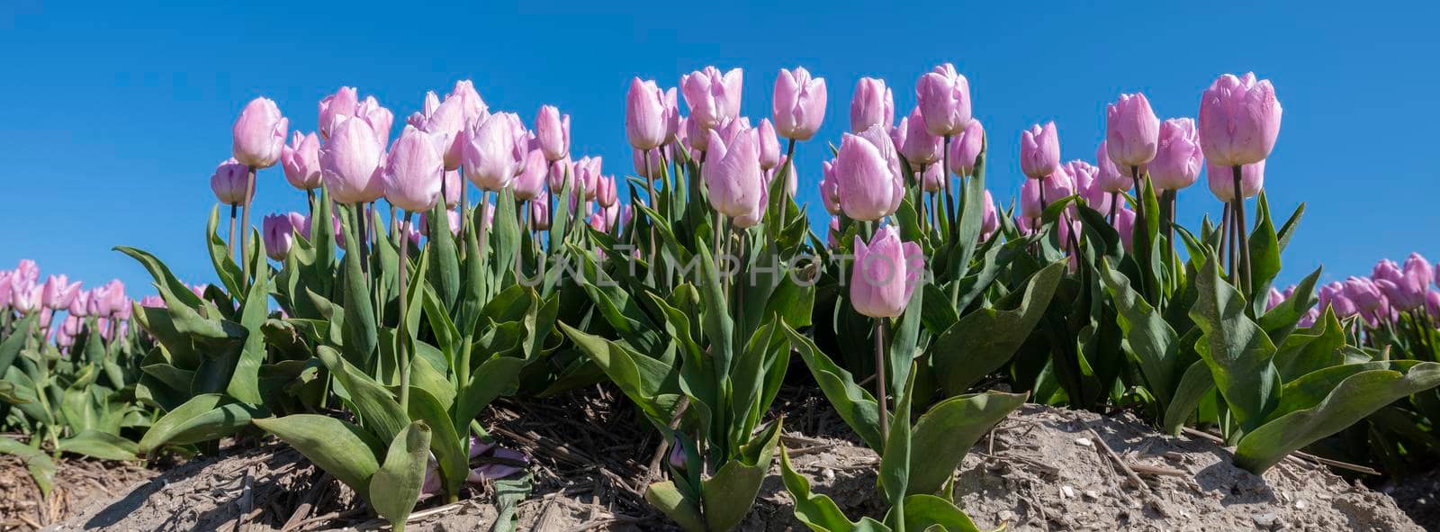 pink tulips in field under blue sky by ahavelaar