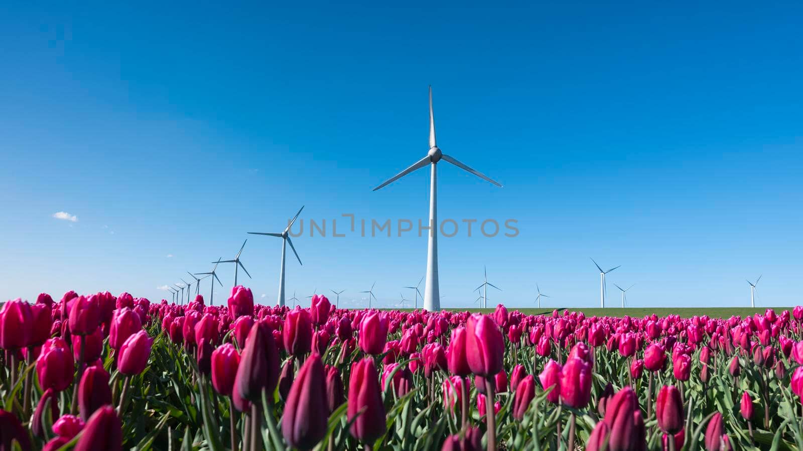 dutch region noordoostpolder with wind turbines and red tulips under blue sky in the netherlands