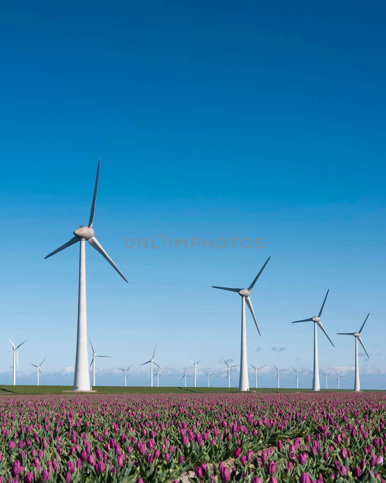 wind turbines and red tulips under blue sky in holland by ahavelaar