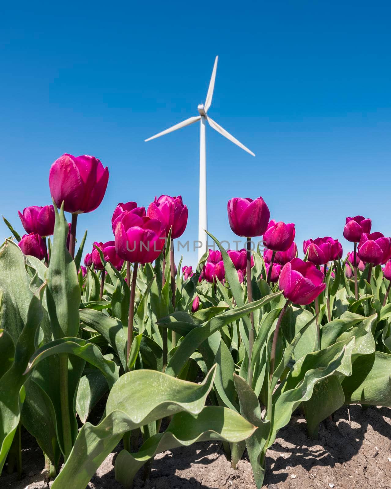 wind turbines and lavender tulips under blue sky in holland by ahavelaar