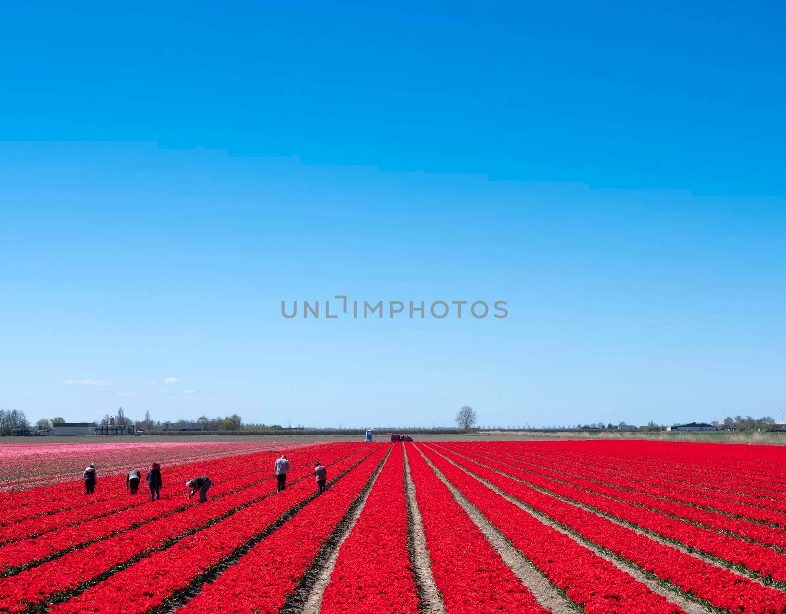 people work in field of red tulips in holland by ahavelaar