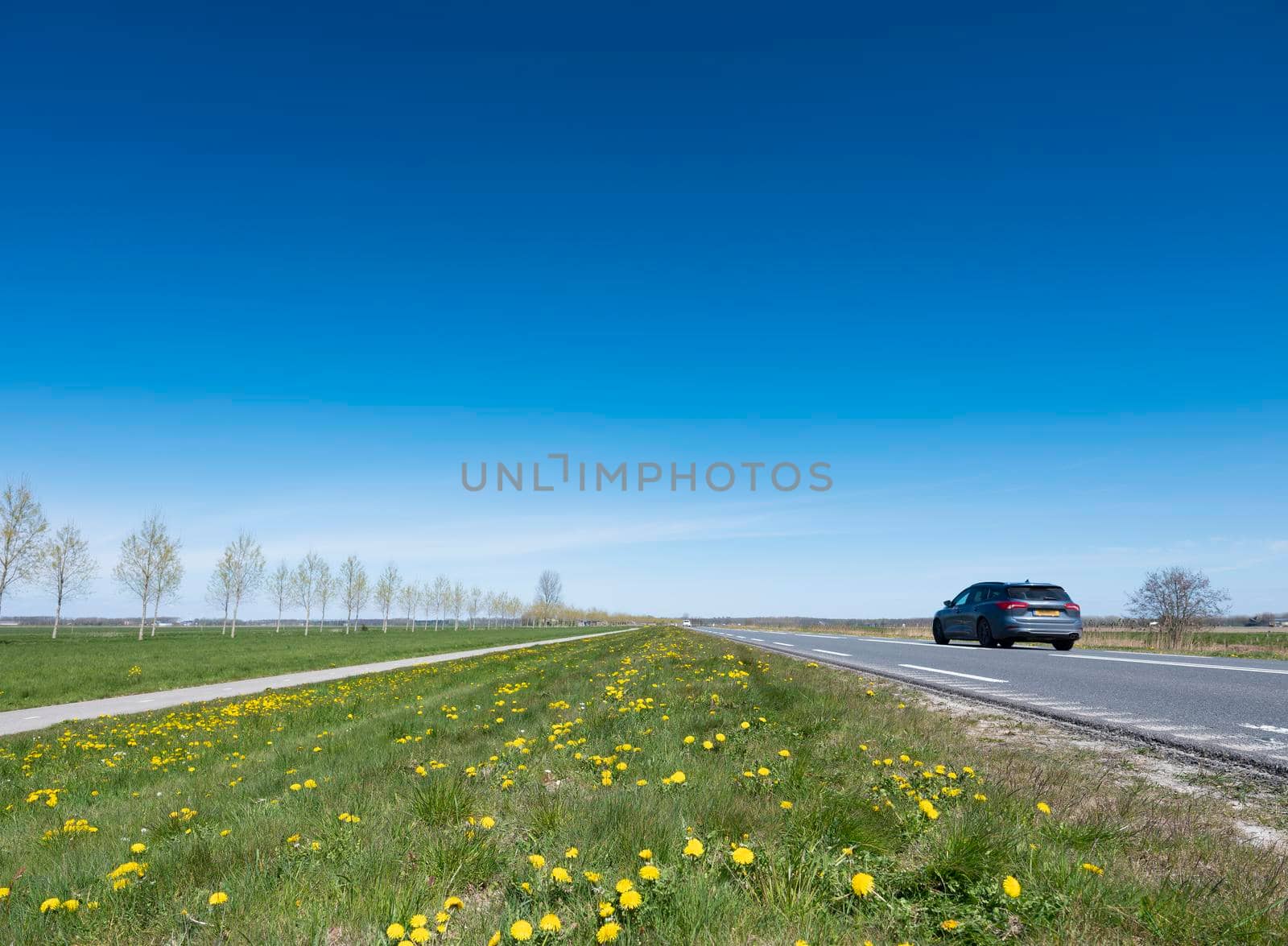 open spring landscape with road and car under blue sky in dutch province of flevoland near almere in the netherlands