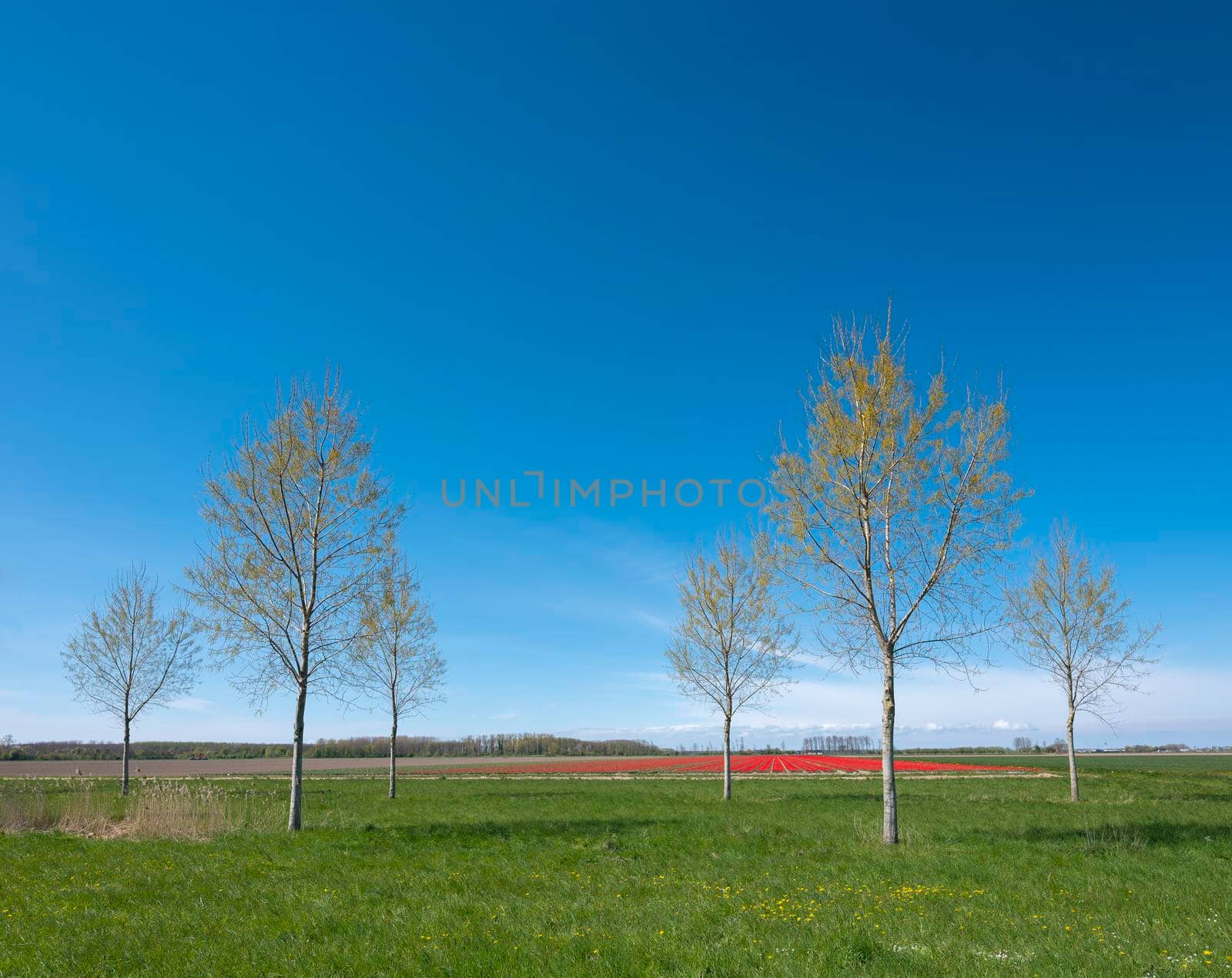 open spring landscape with tulip field and trees under blue sky in dutch province of flevoland in the netherlands