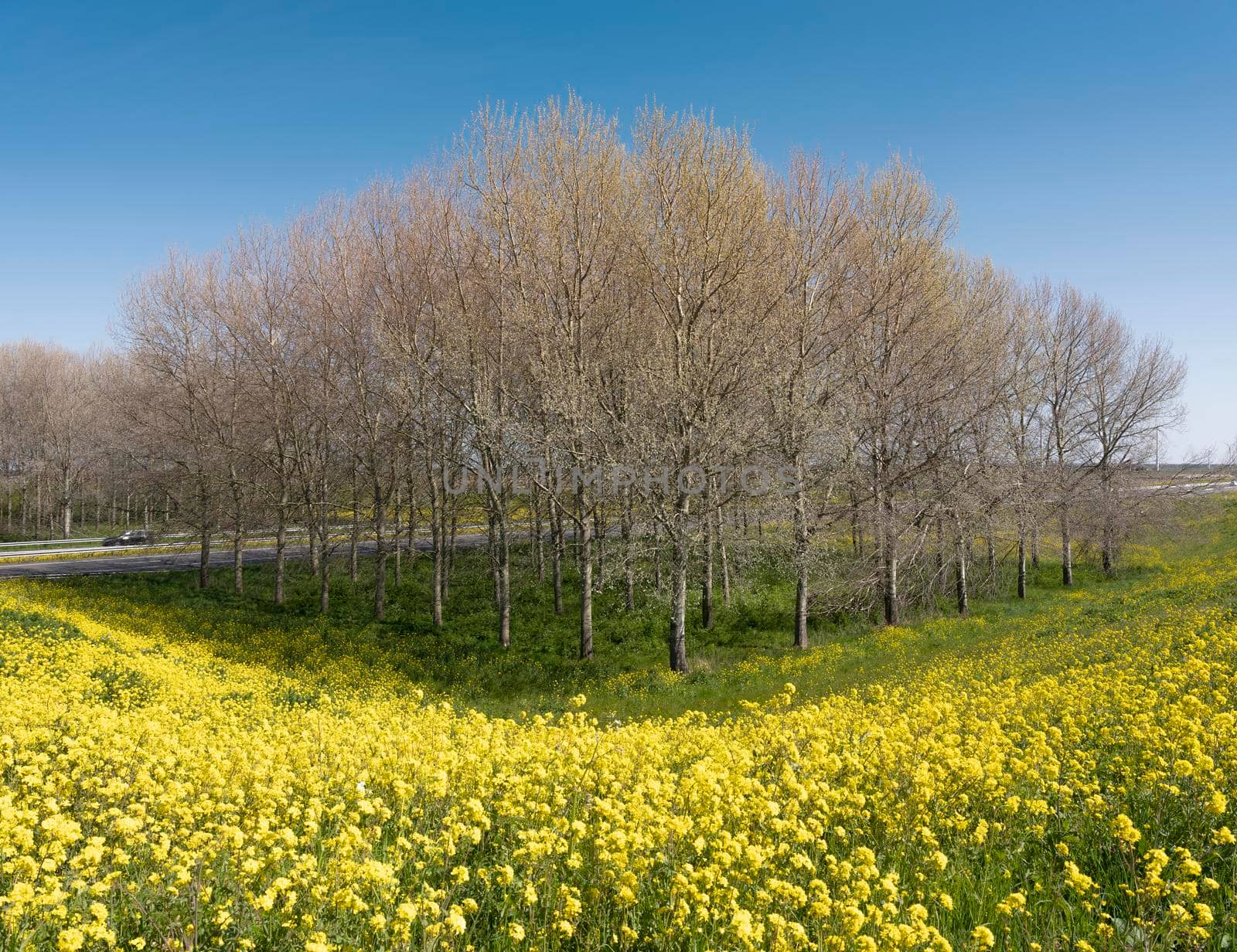 trees and blooming yellow spring flowers and motorway A27 in dutch province of flevoland under blue sky near Almere