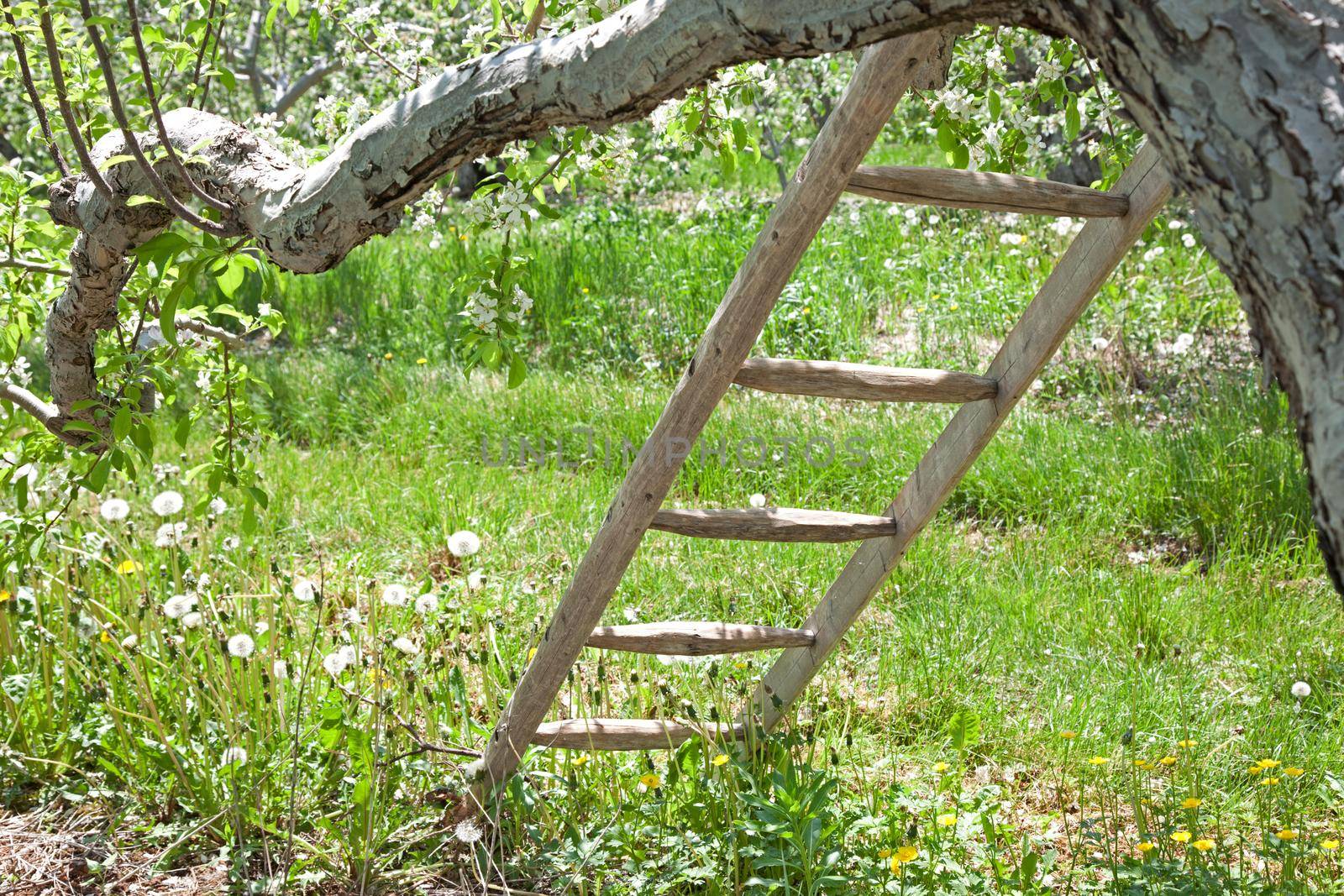 a ladder in an orchard  by rustycanuck